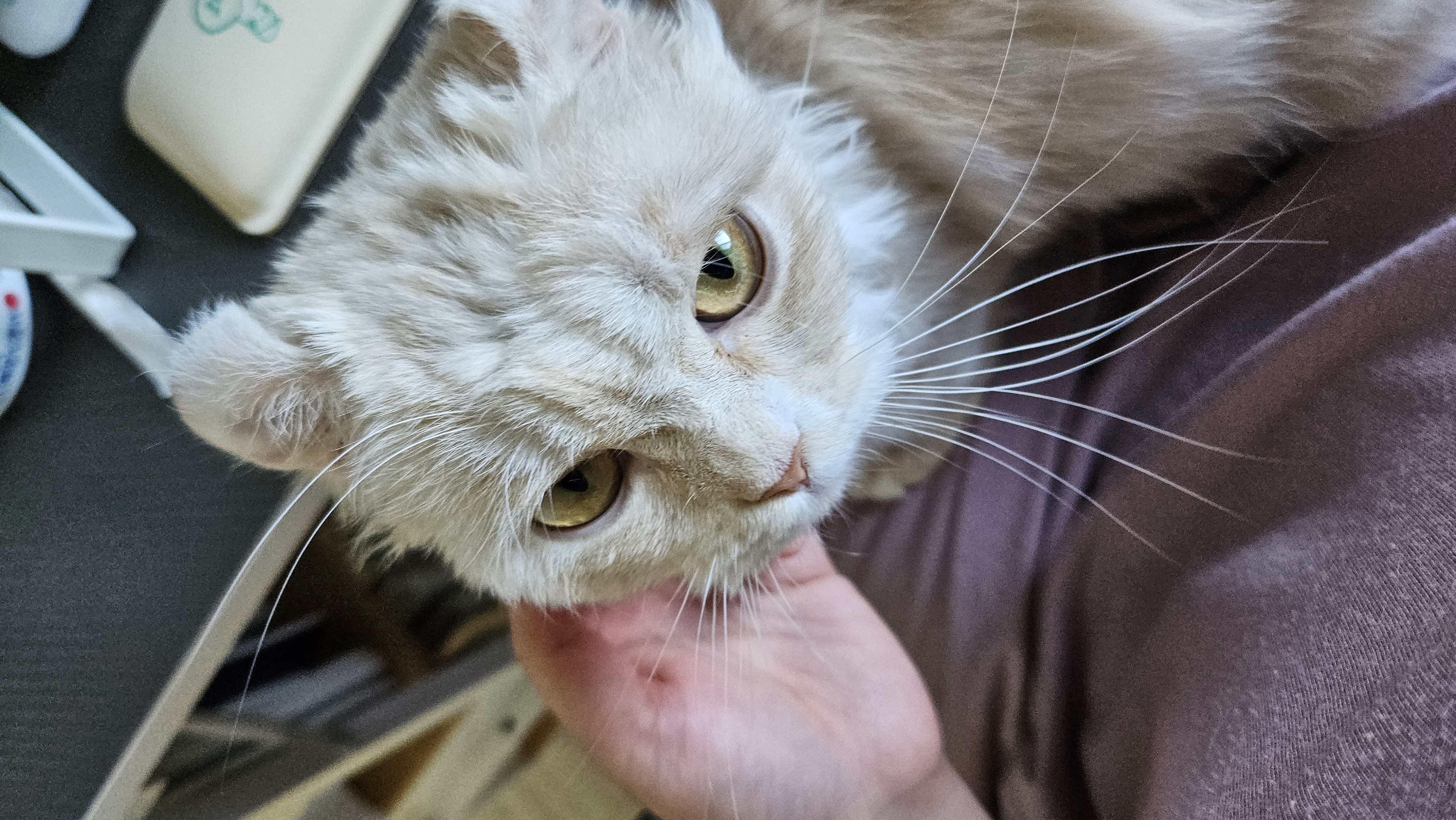 (구) 먼치 (현) 르네 입양 일주일이 되었습니다!