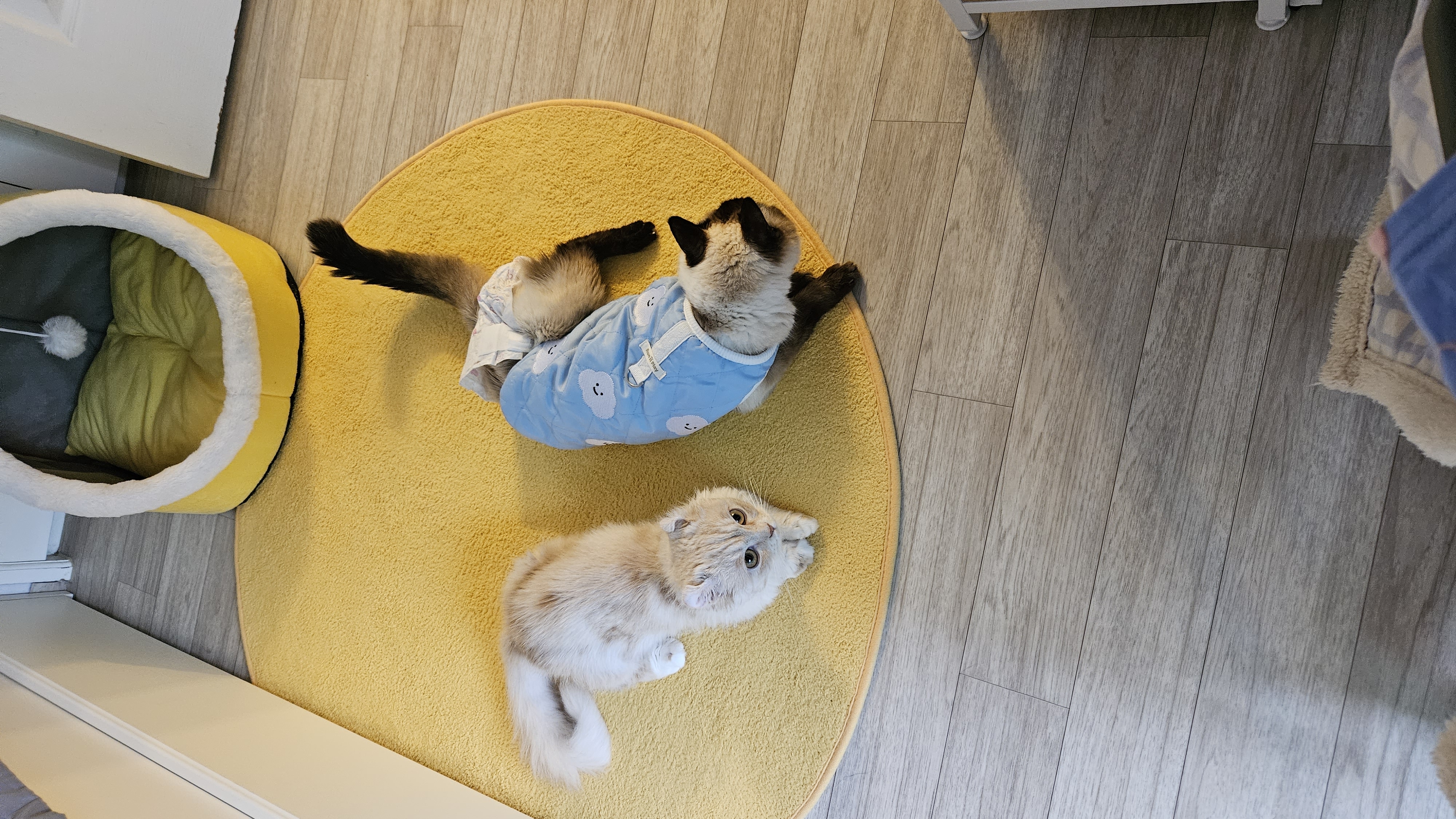 (구) 먼치 (현) 르네 입양 일주일이 되었습니다!