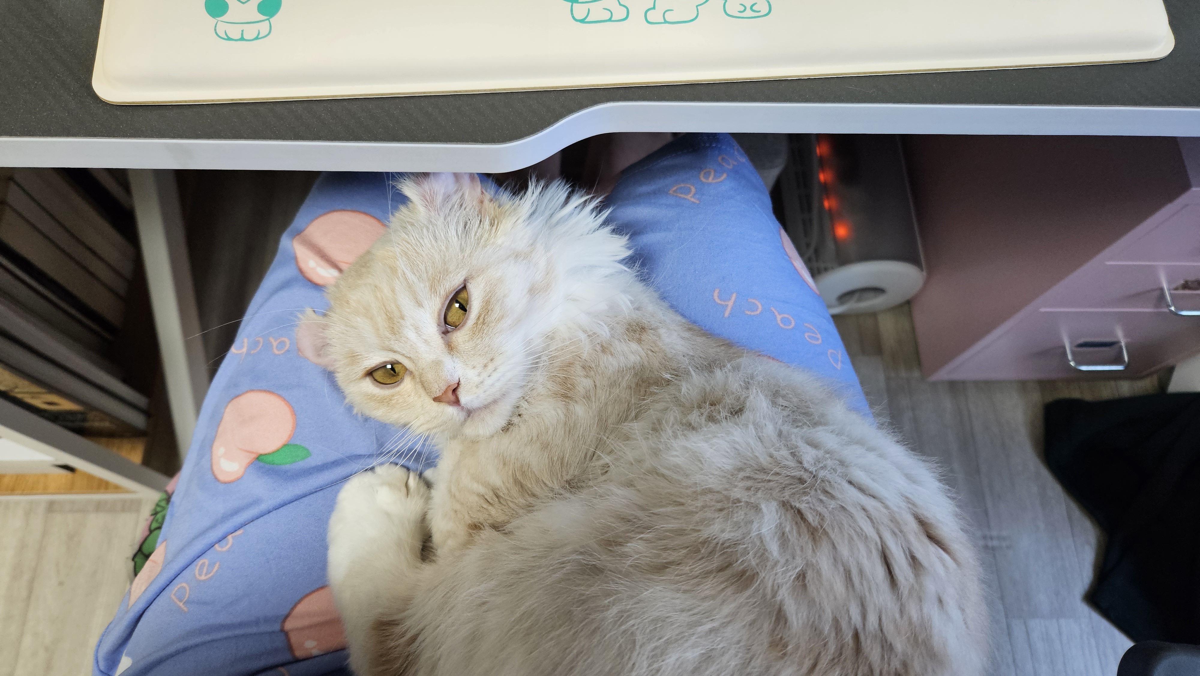 (구) 먼치 (현) 르네 입양 일주일이 되었습니다!