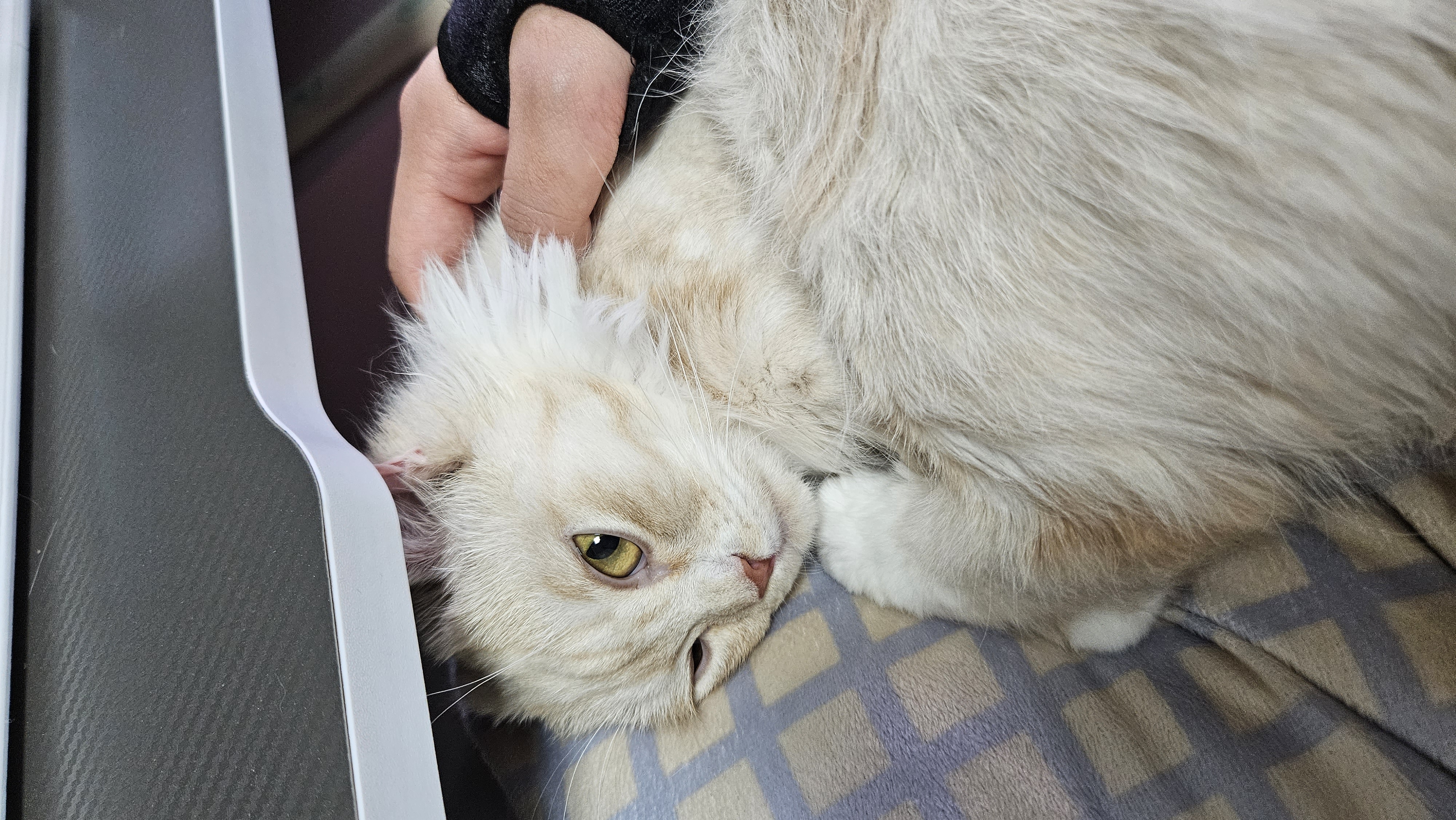 (구) 먼치 (현) 르네 입양 일주일이 되었습니다!