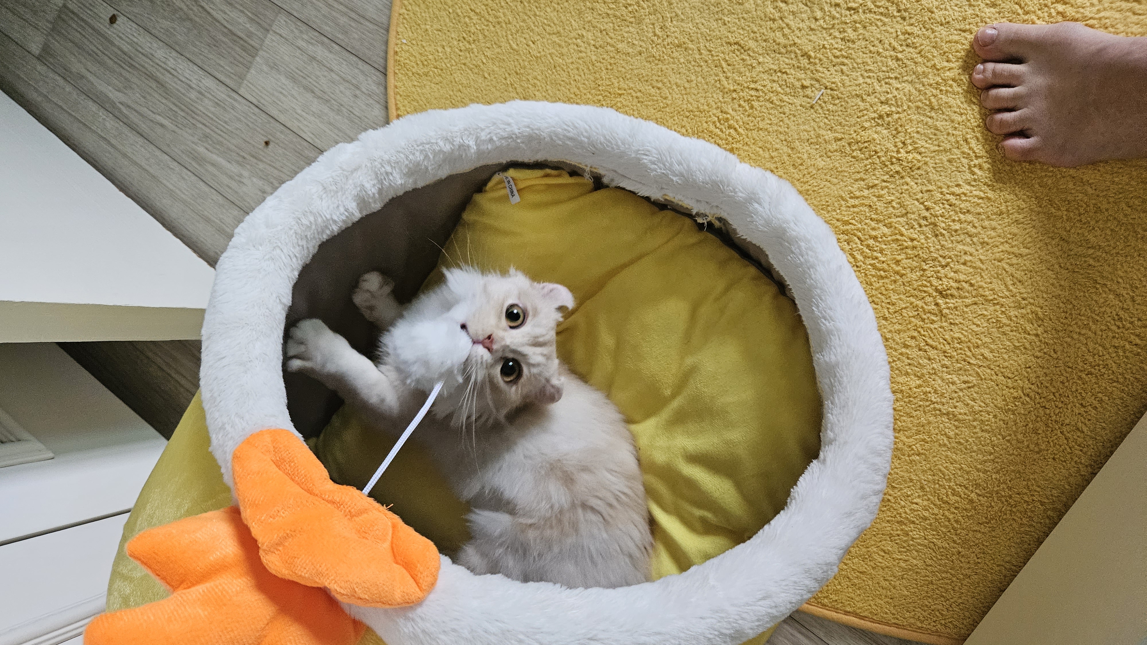 (구) 먼치 (현) 르네 입양 일주일이 되었습니다!