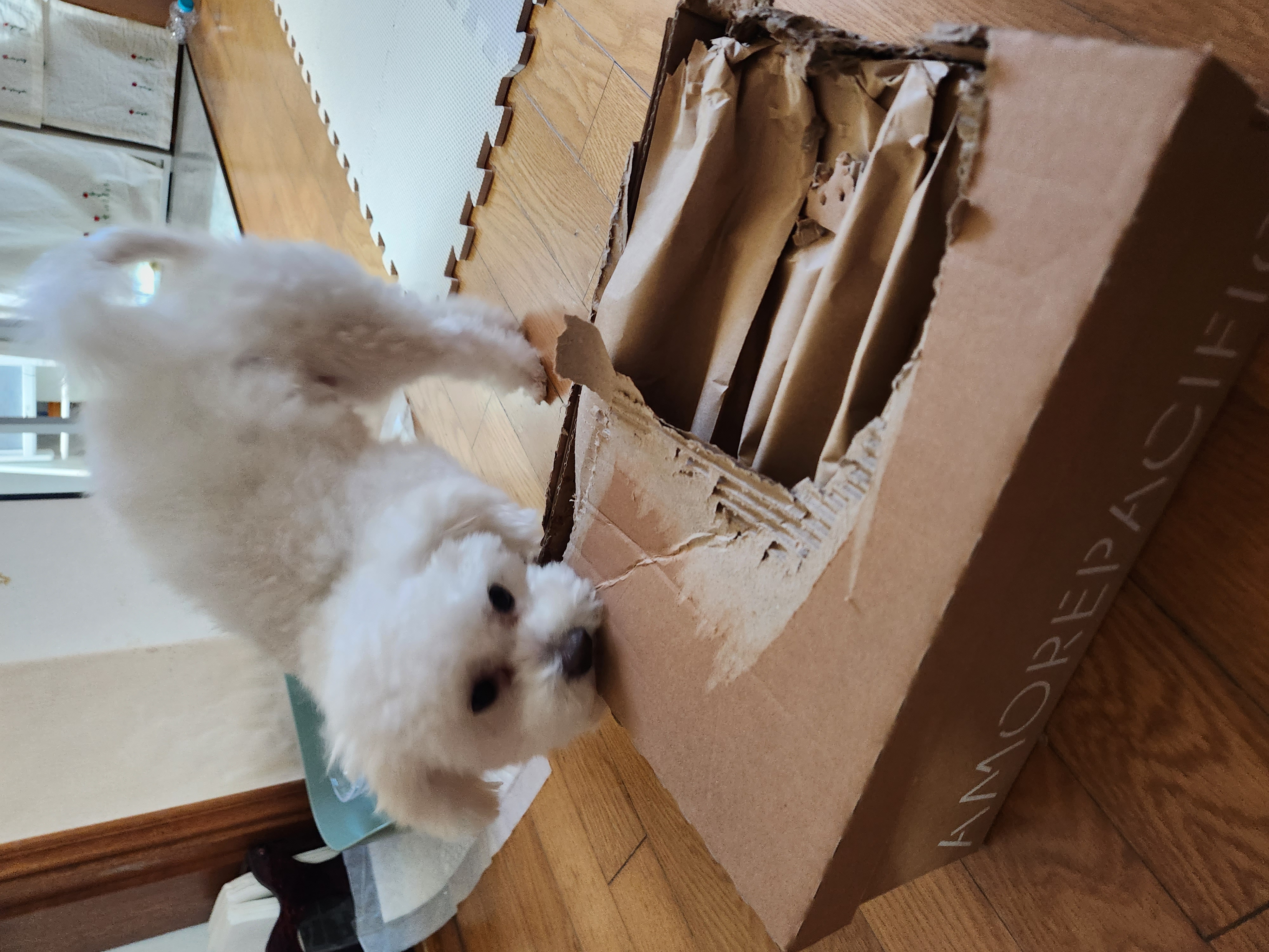 도담(말랭)이와 만난지 3개월