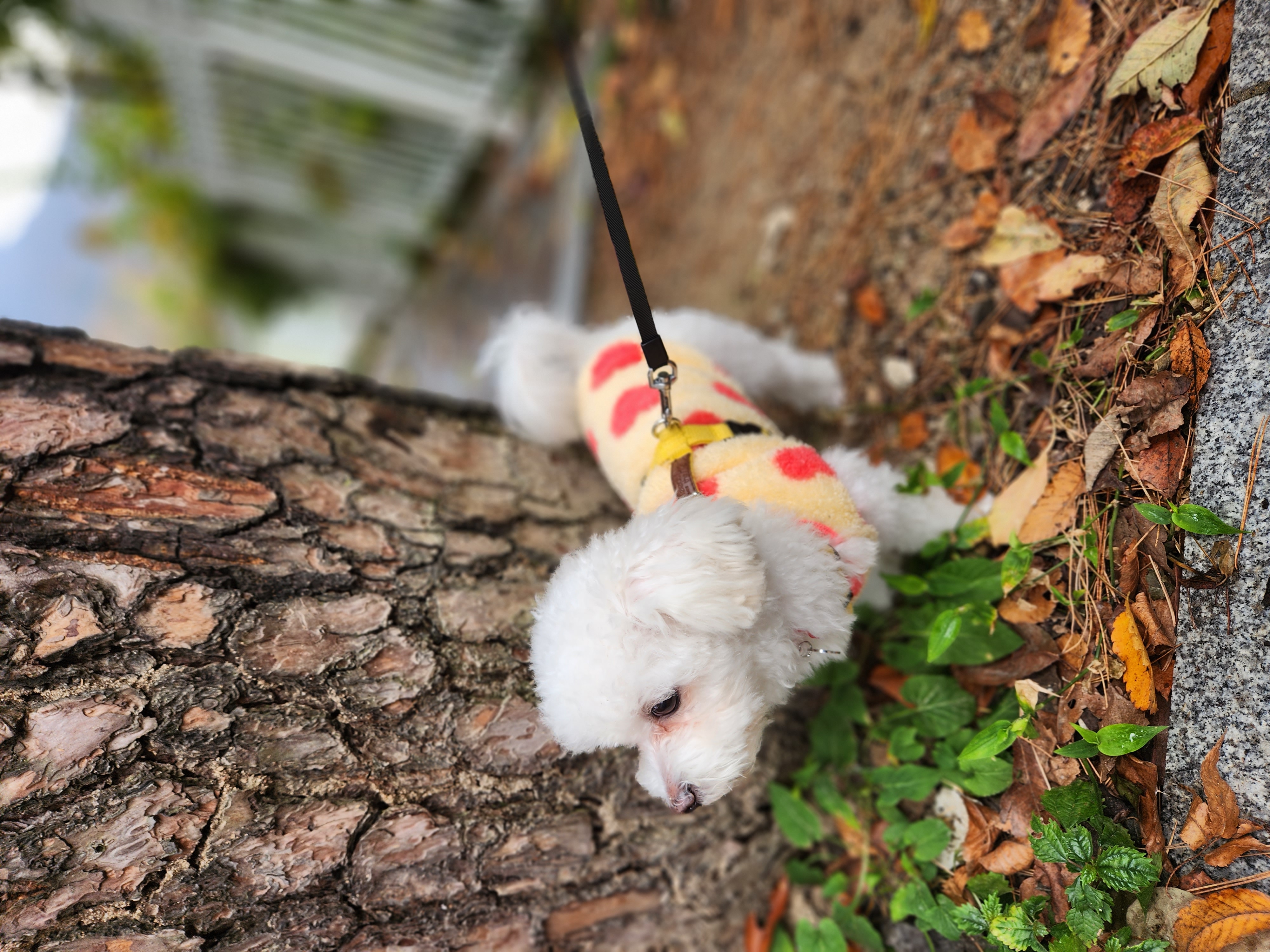 도담(말랭)이와 만난지 3개월