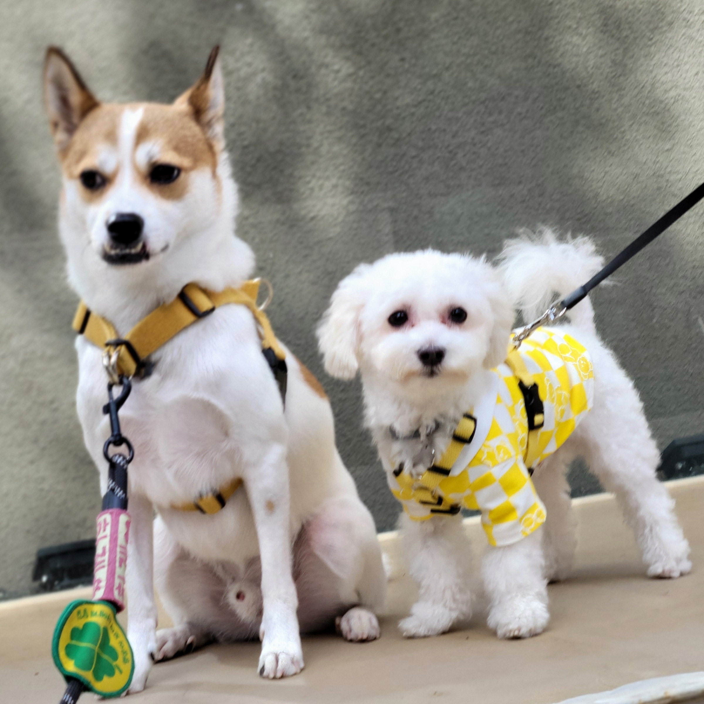 도담(말랭)이와 만난지 3개월