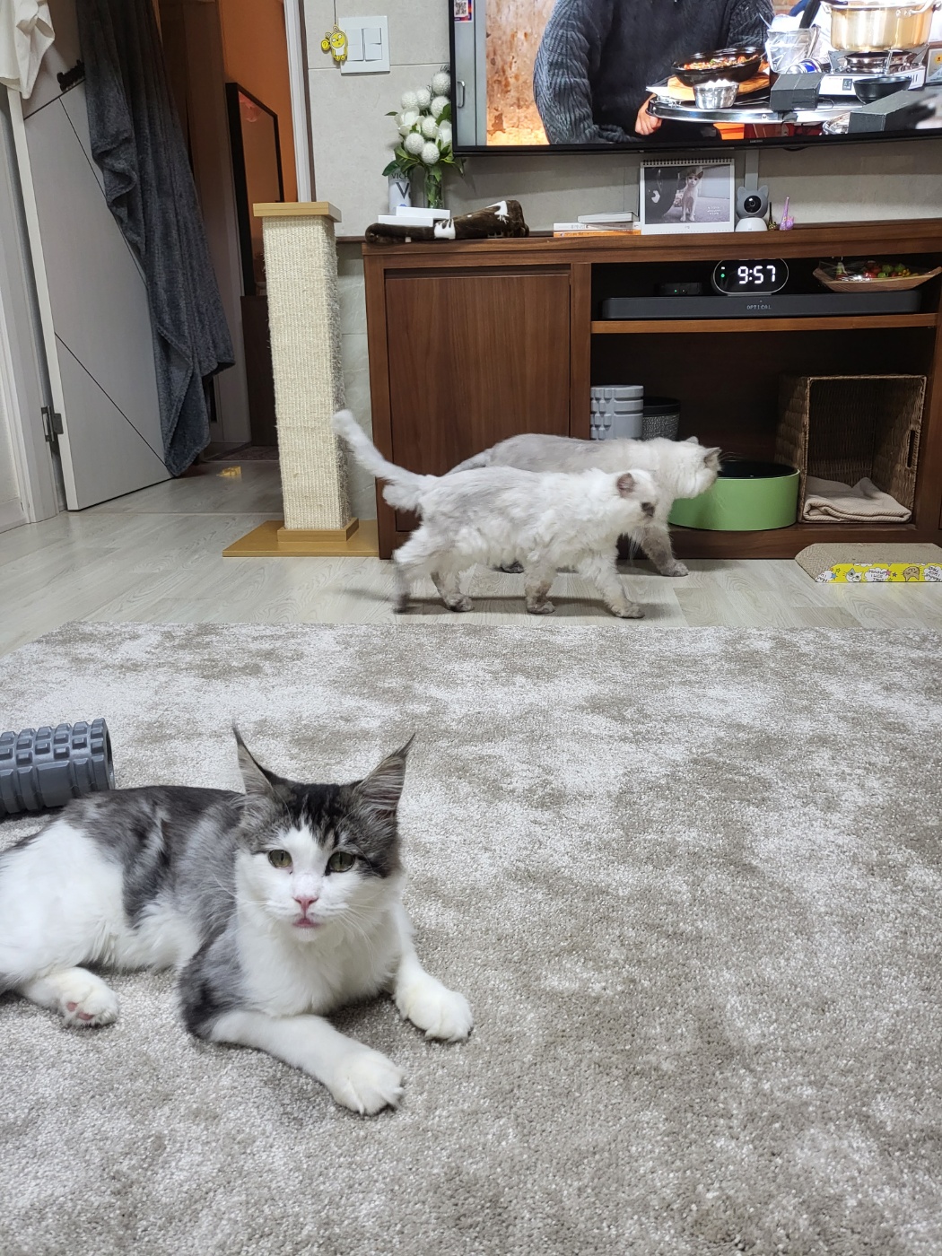 띠아 ~ 현재 썬 ~ 우리집 5째 막내로 입양 , 체구는 제일 커요 ~ ^^