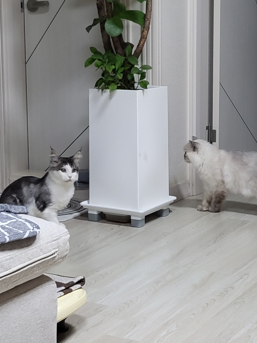 띠아 ~ 현재 썬 ~ 우리집 5째 막내로 입양 , 체구는 제일 커요 ~ ^^