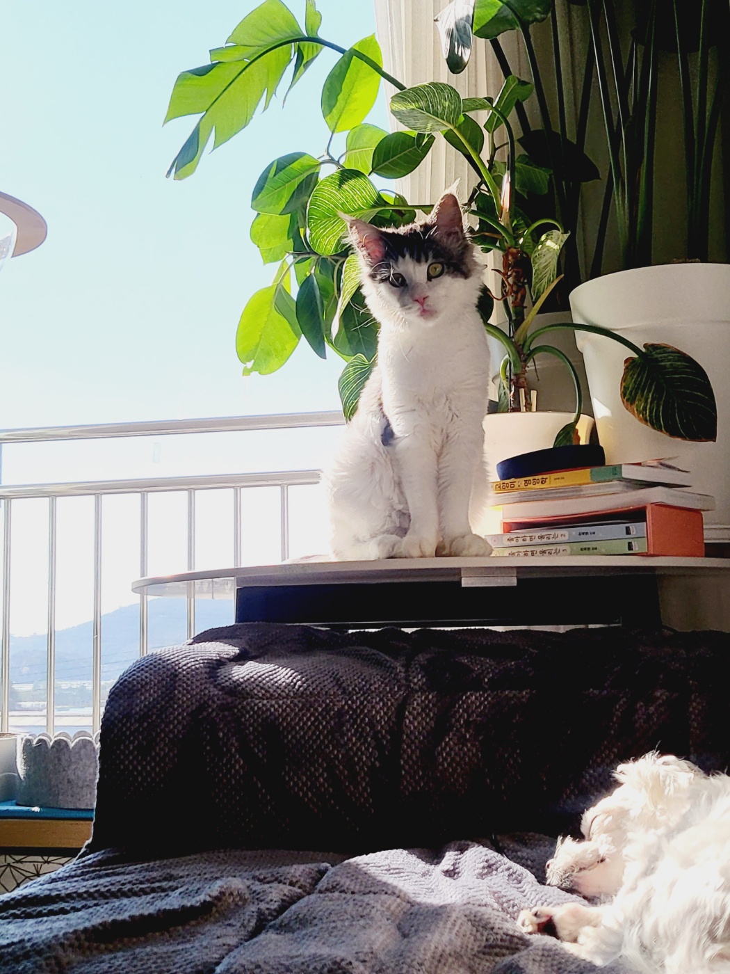 띠아 ~ 현재 썬 ~ 우리집 5째 막내로 입양 , 체구는 제일 커요 ~ ^^