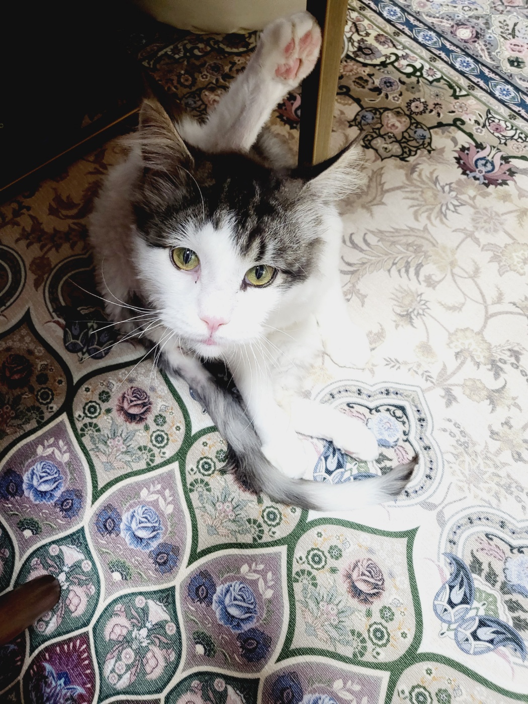 띠아 ~ 현재 썬 ~ 우리집 5째 막내로 입양 , 체구는 제일 커요 ~ ^^