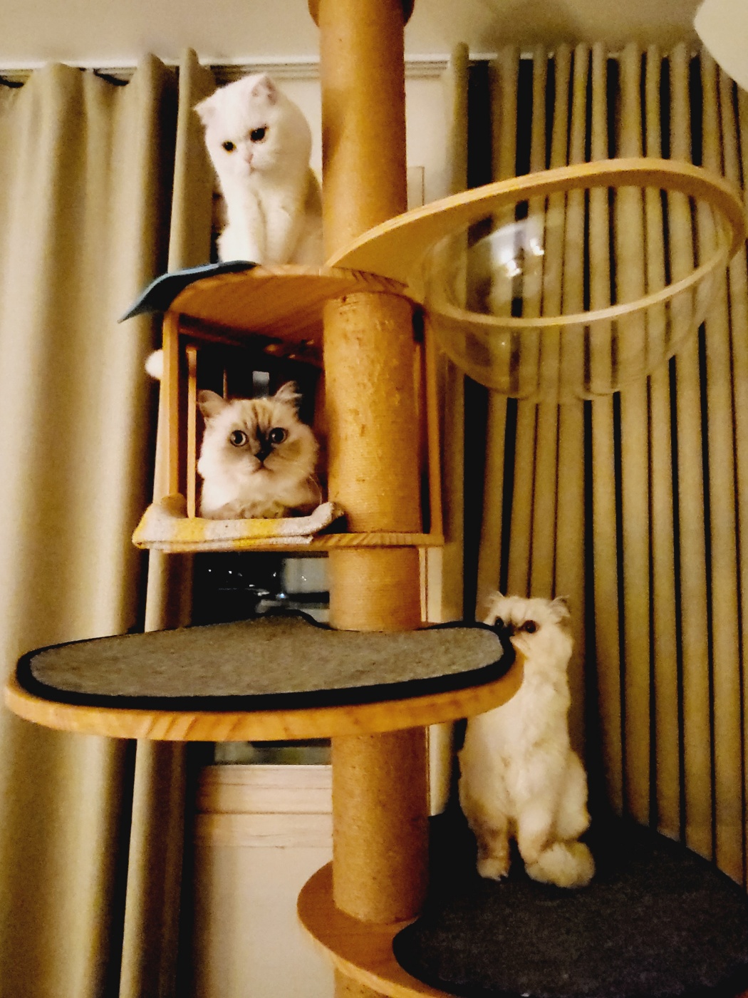 띠아 ~ 현재 썬 ~ 우리집 5째 막내로 입양 , 체구는 제일 커요 ~ ^^