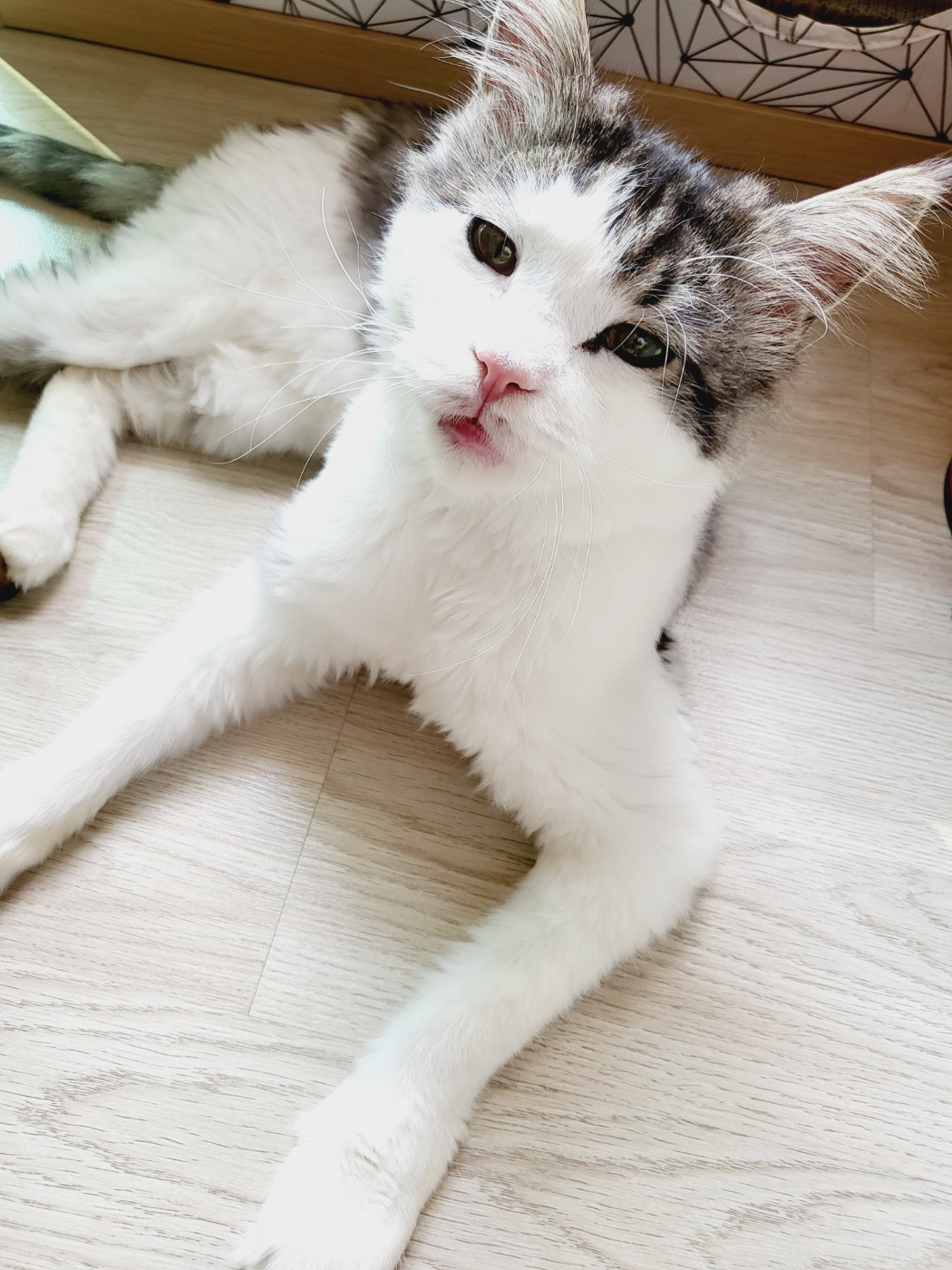 띠아 ~ 현재 썬 ~ 우리집 5째 막내로 입양 , 체구는 제일 커요 ~ ^^