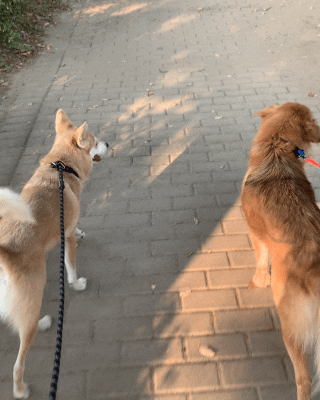 통통이 임시보호 일주일 후기