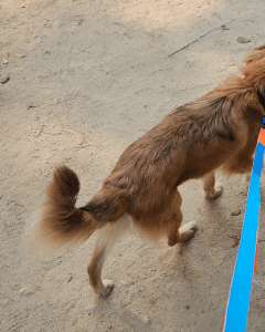 통통이 임시보호 일주일 후기