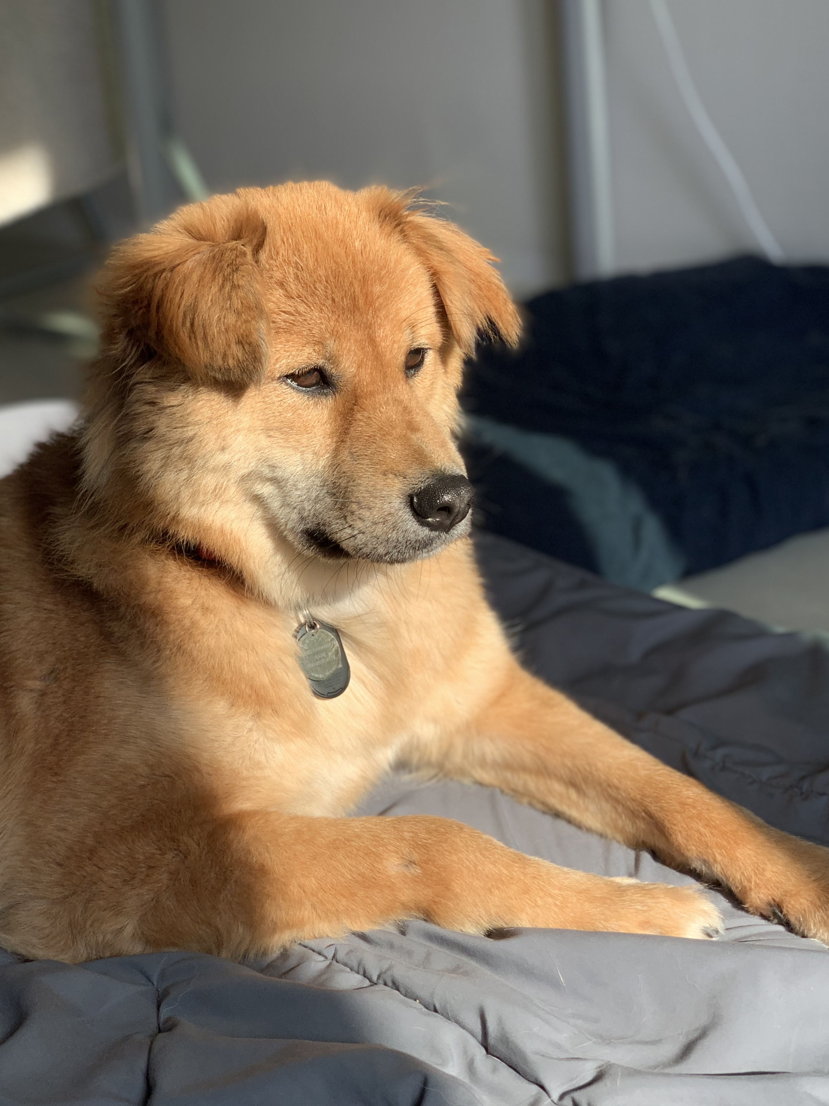 통통이 임시보호 일주일 후기