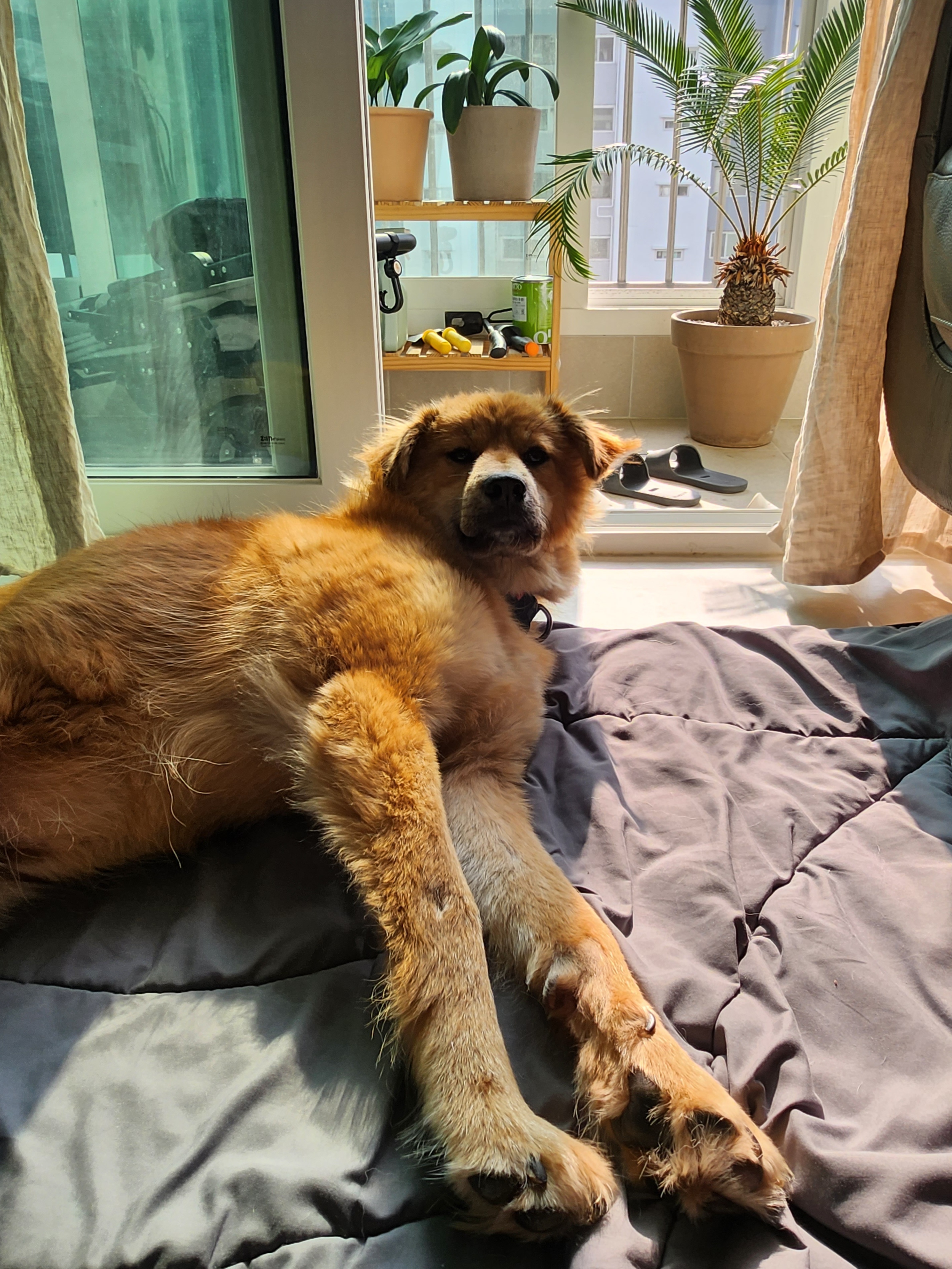 통통이 임시보호 일주일 후기