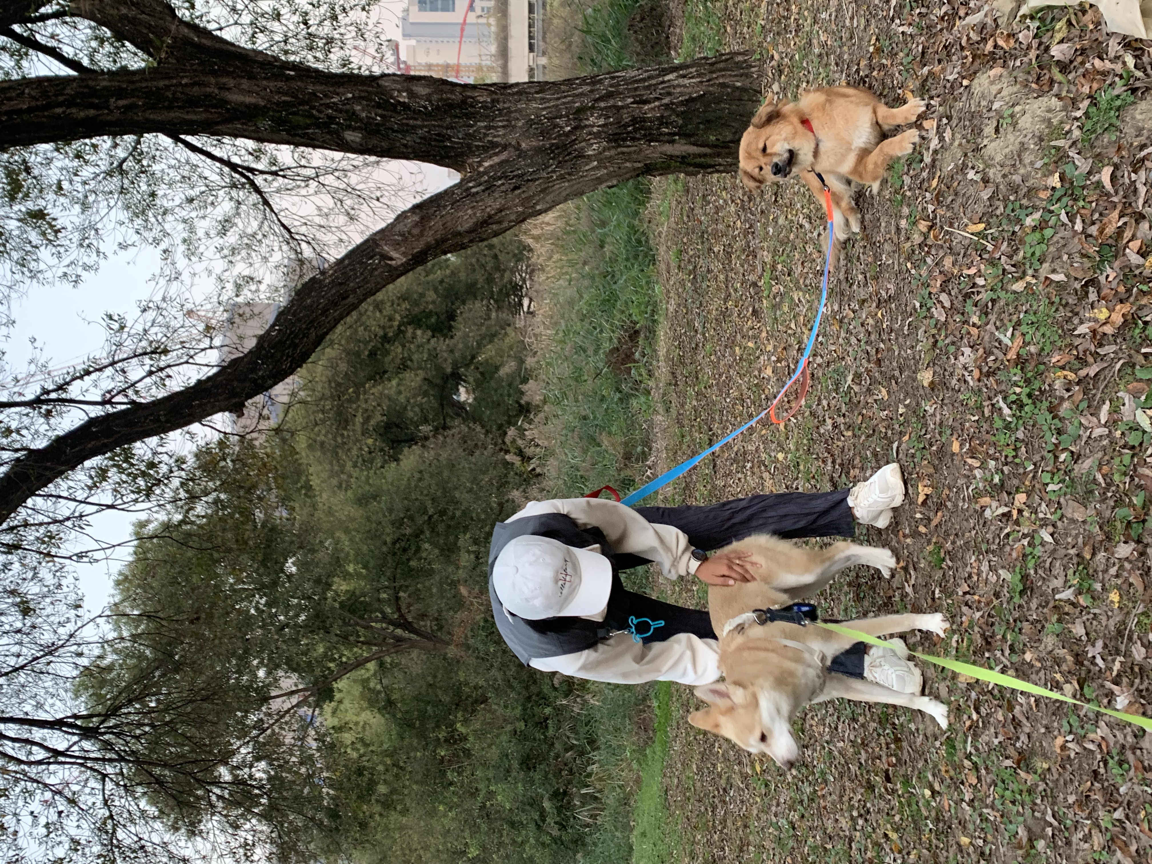 통통이 임시보호 일주일 후기