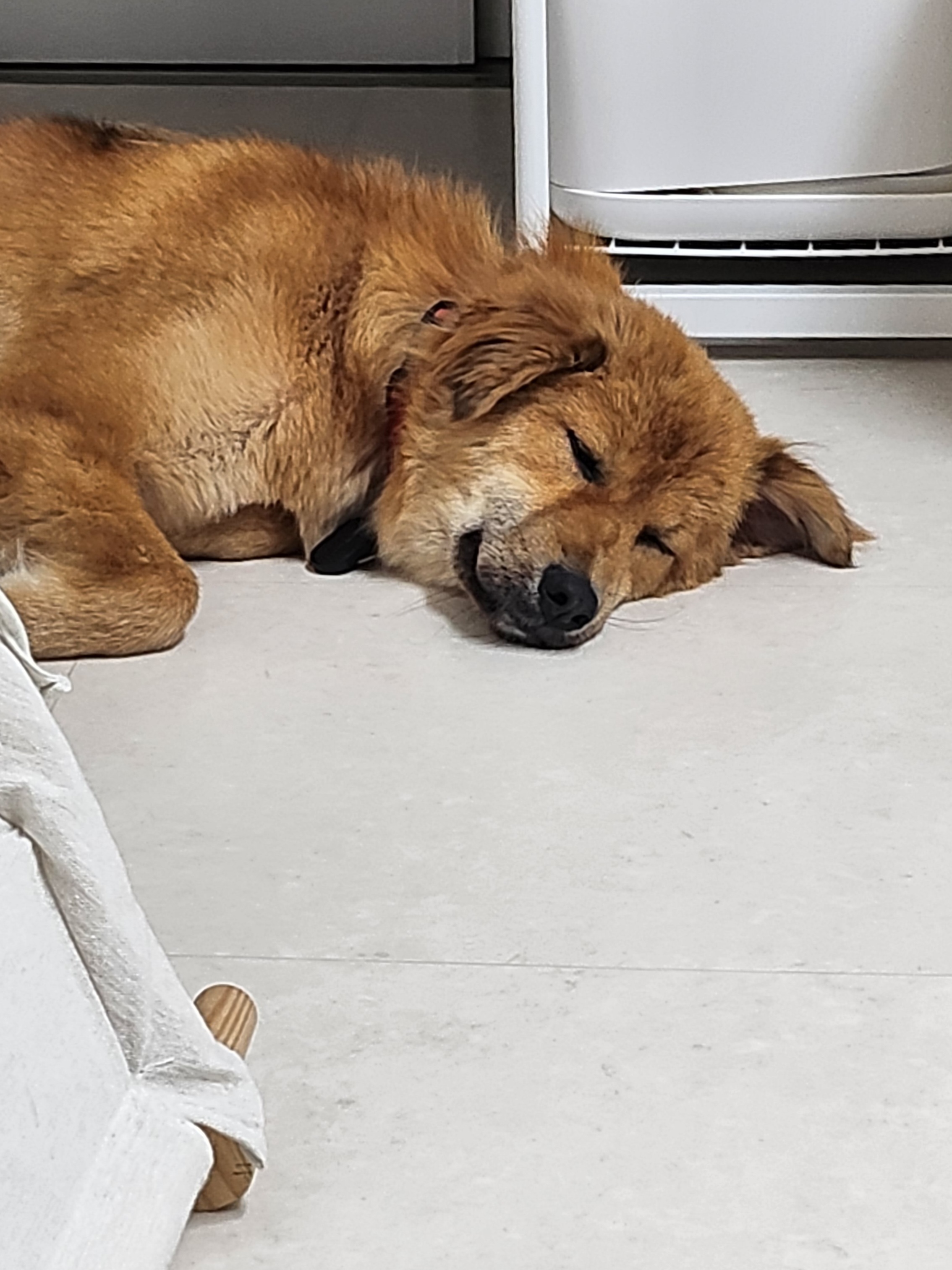 통통이 임시보호 일주일 후기