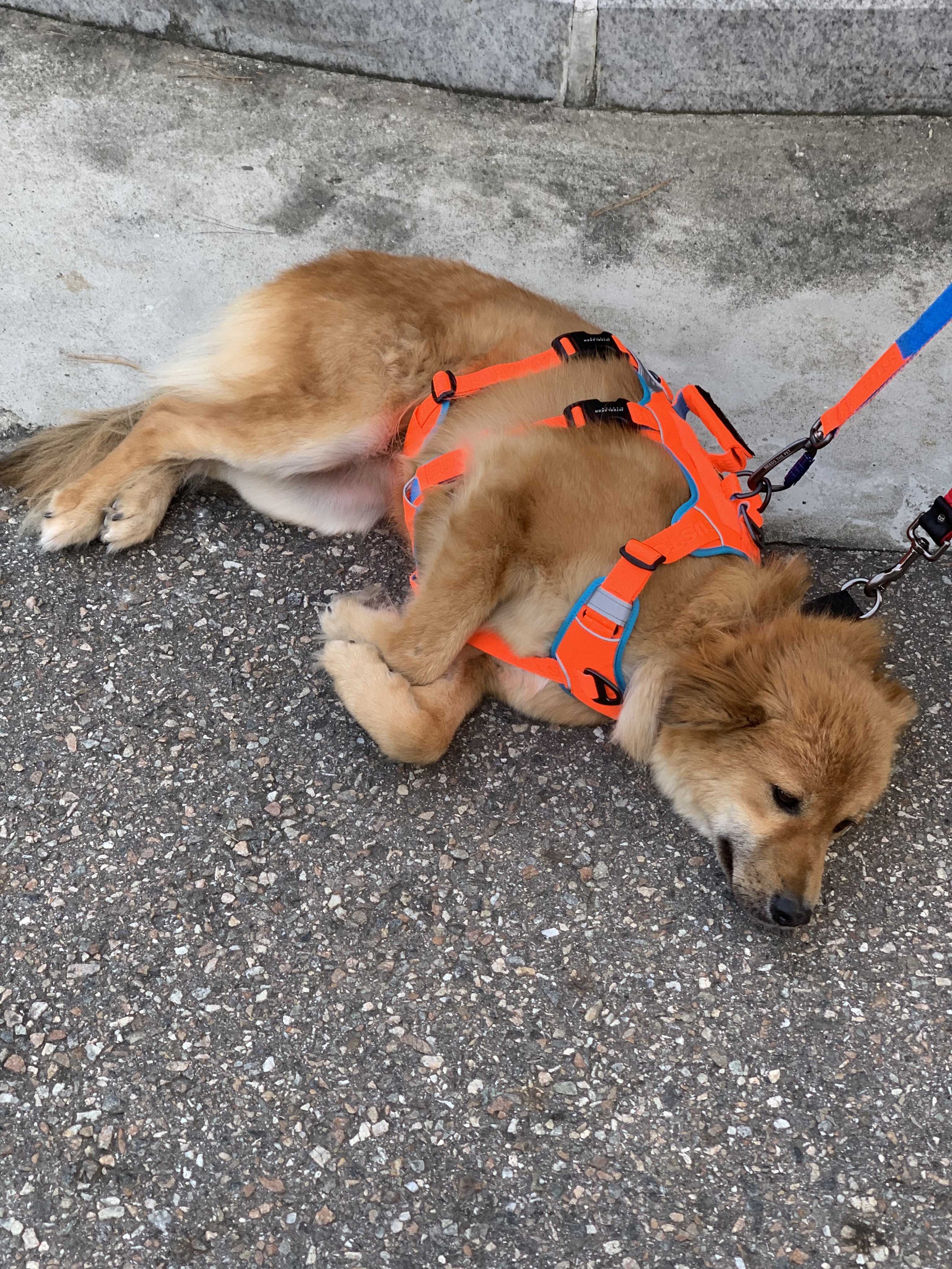 통통이 임시보호 일주일 후기
