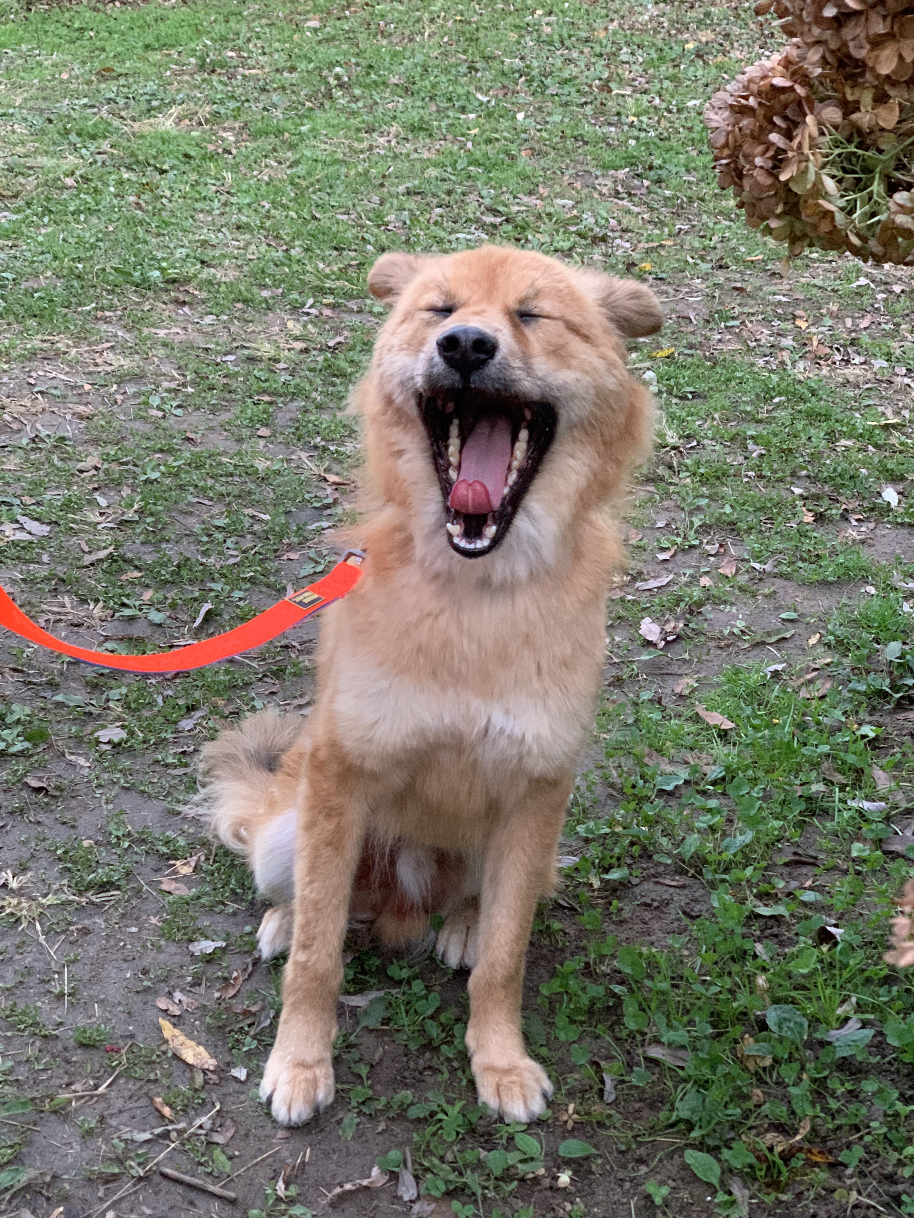 통통이 임시보호 일주일 후기