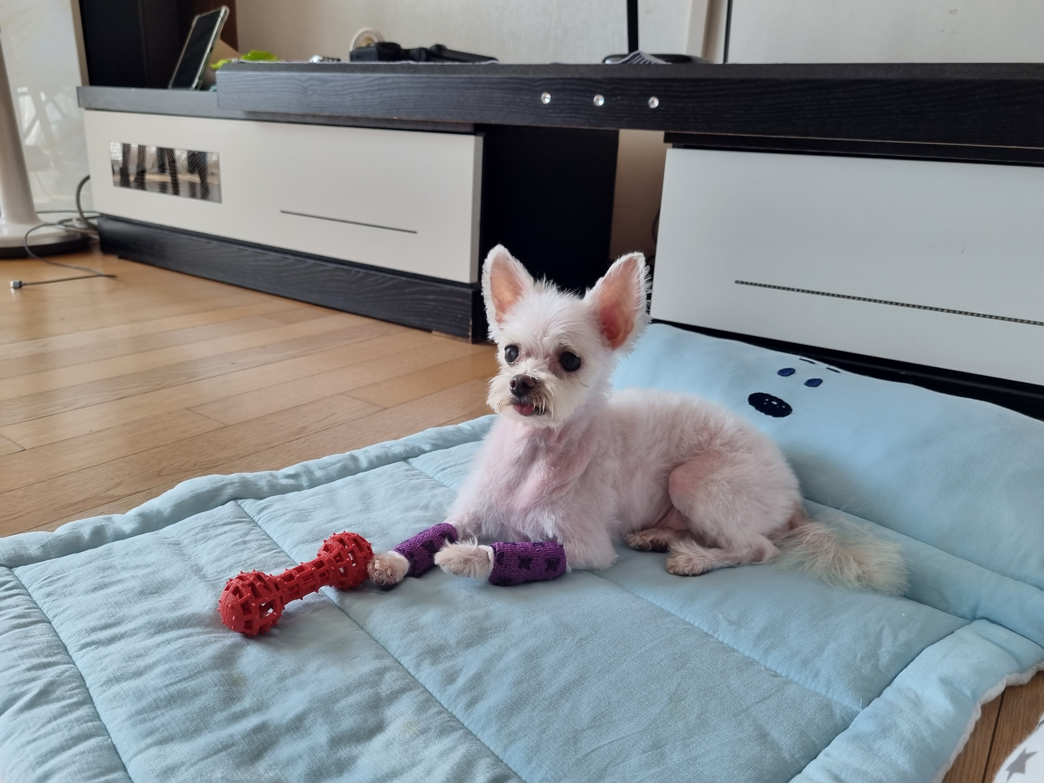 꾸미(익준이)와 함께 맞은 가을 이야기 🍂