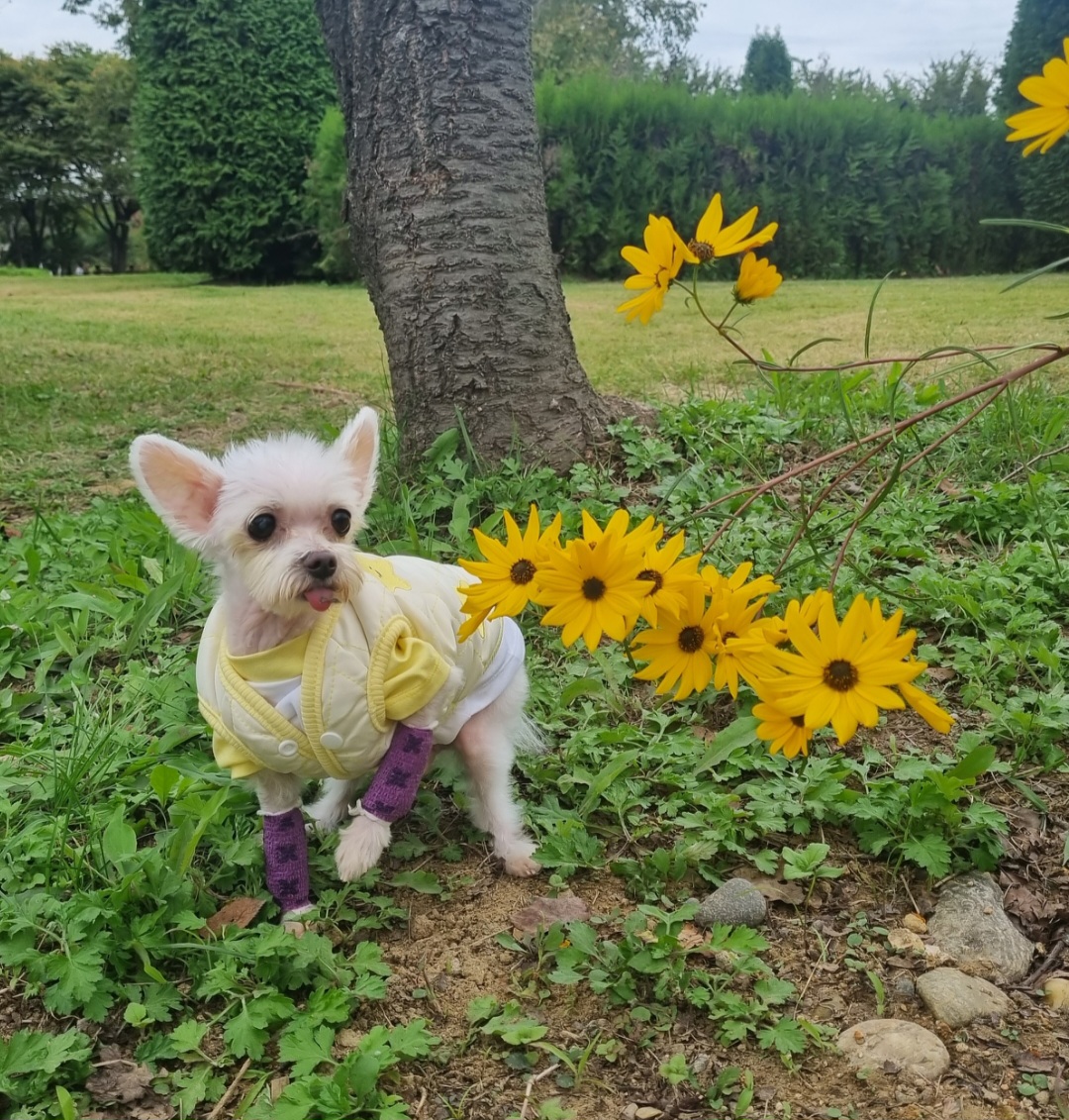 꾸미(익준이)와 함께 맞은 가을 이야기 🍂