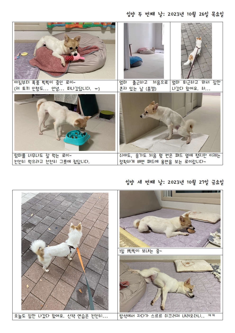 로이(달빛이) 입양 일주일 이야기 ^^