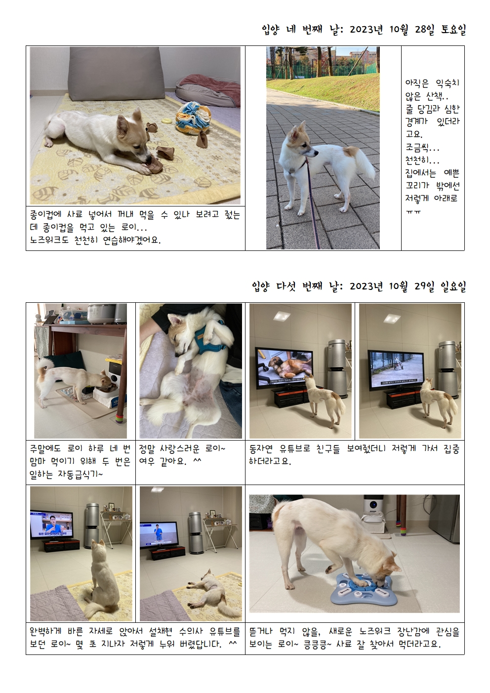 로이(달빛이) 입양 일주일 이야기 ^^