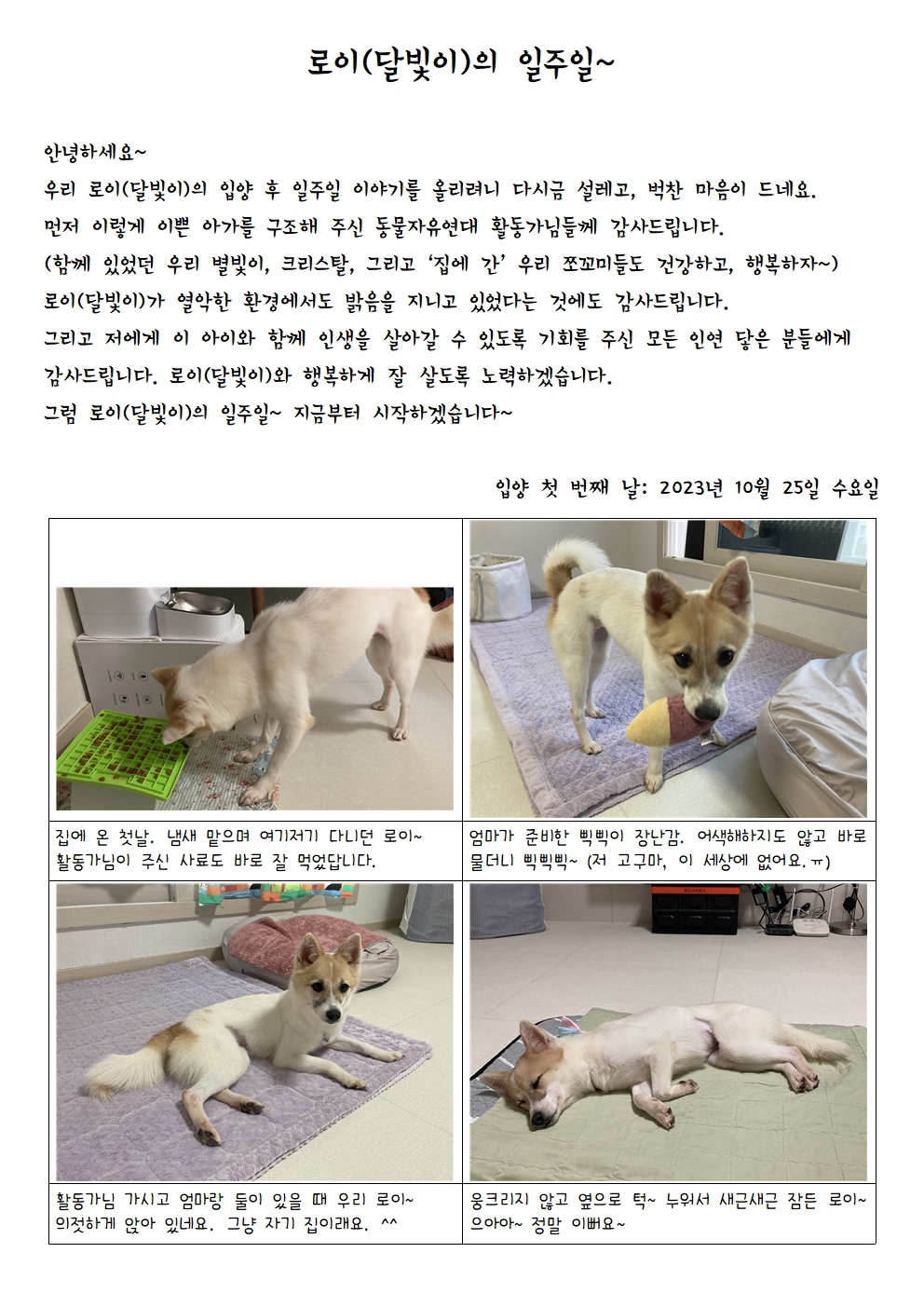 로이(달빛이) 입양 일주일 이야기 ^^