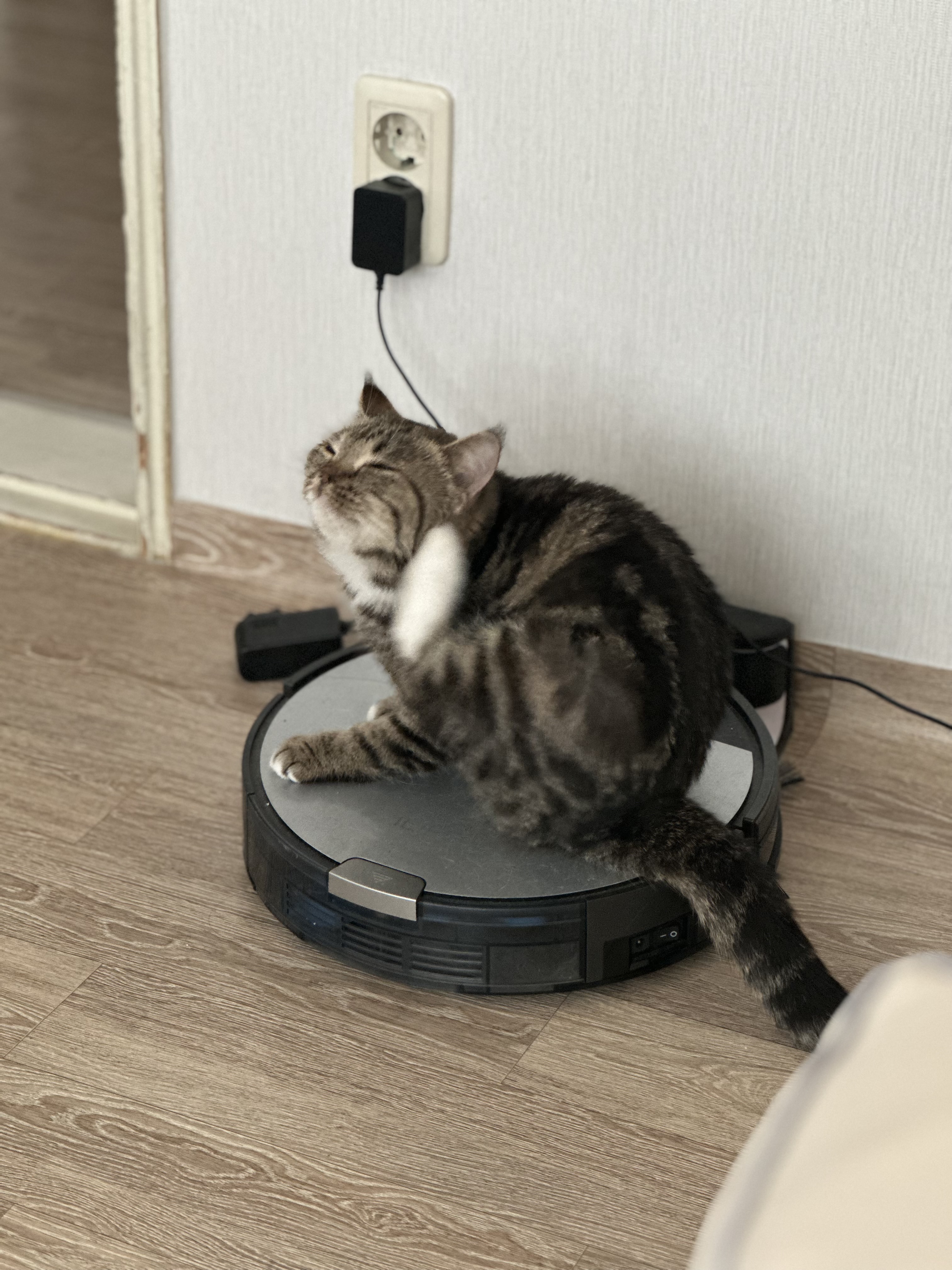 요미(아슬이) 입양 한달차 후기입니다. 