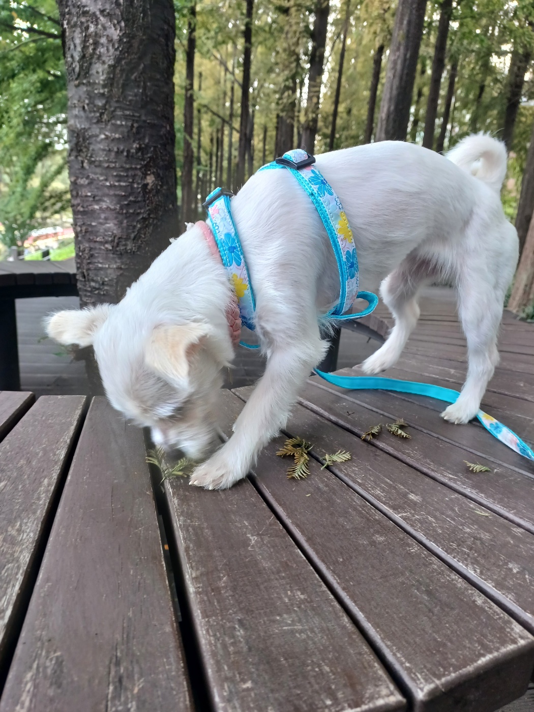 이브(원투) 첫가을 외출입니다.