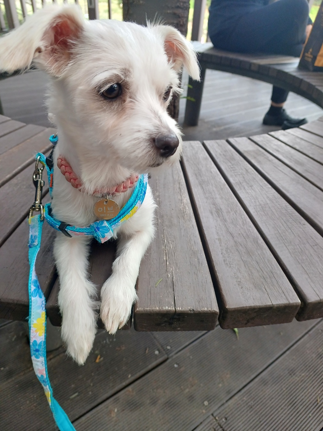 이브(원투) 첫가을 외출입니다.