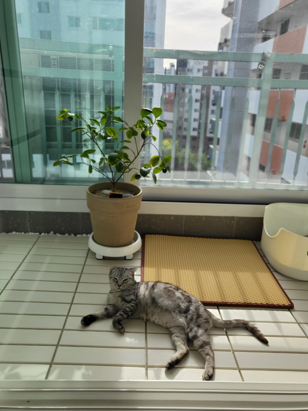 소호(아메) 한 달 이야기