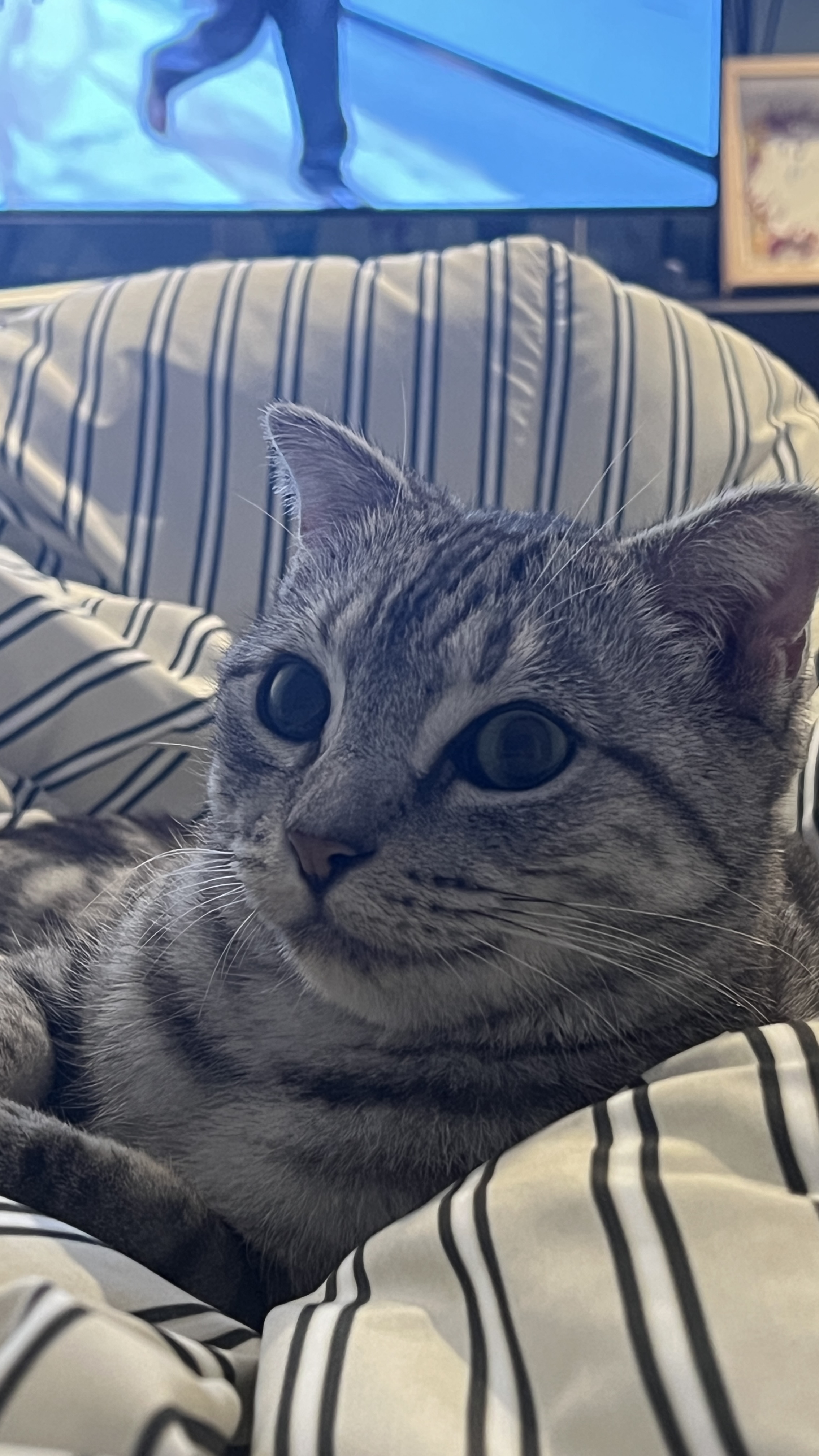 소호(아메) 한 달 이야기