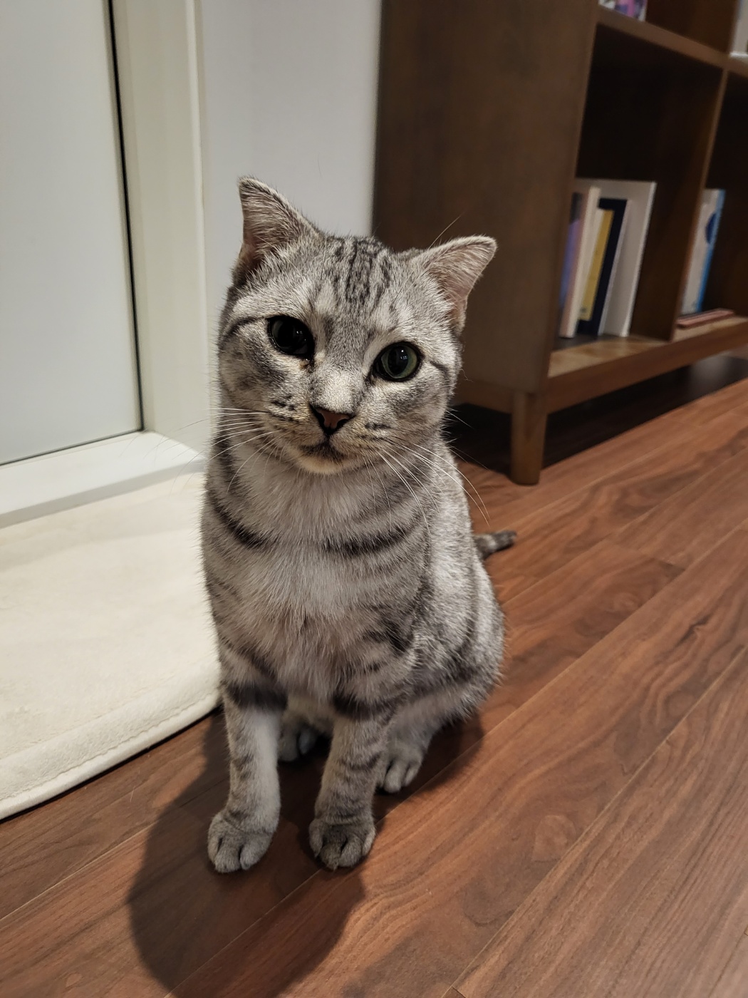 소호(아메) 한 달 이야기