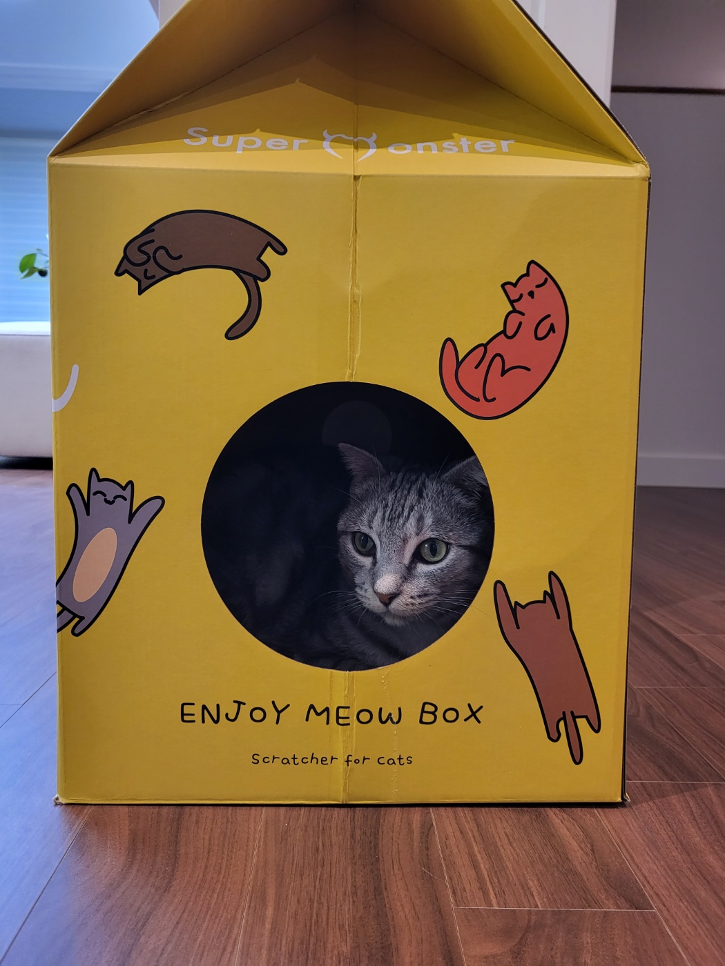 소호(아메) 한 달 이야기