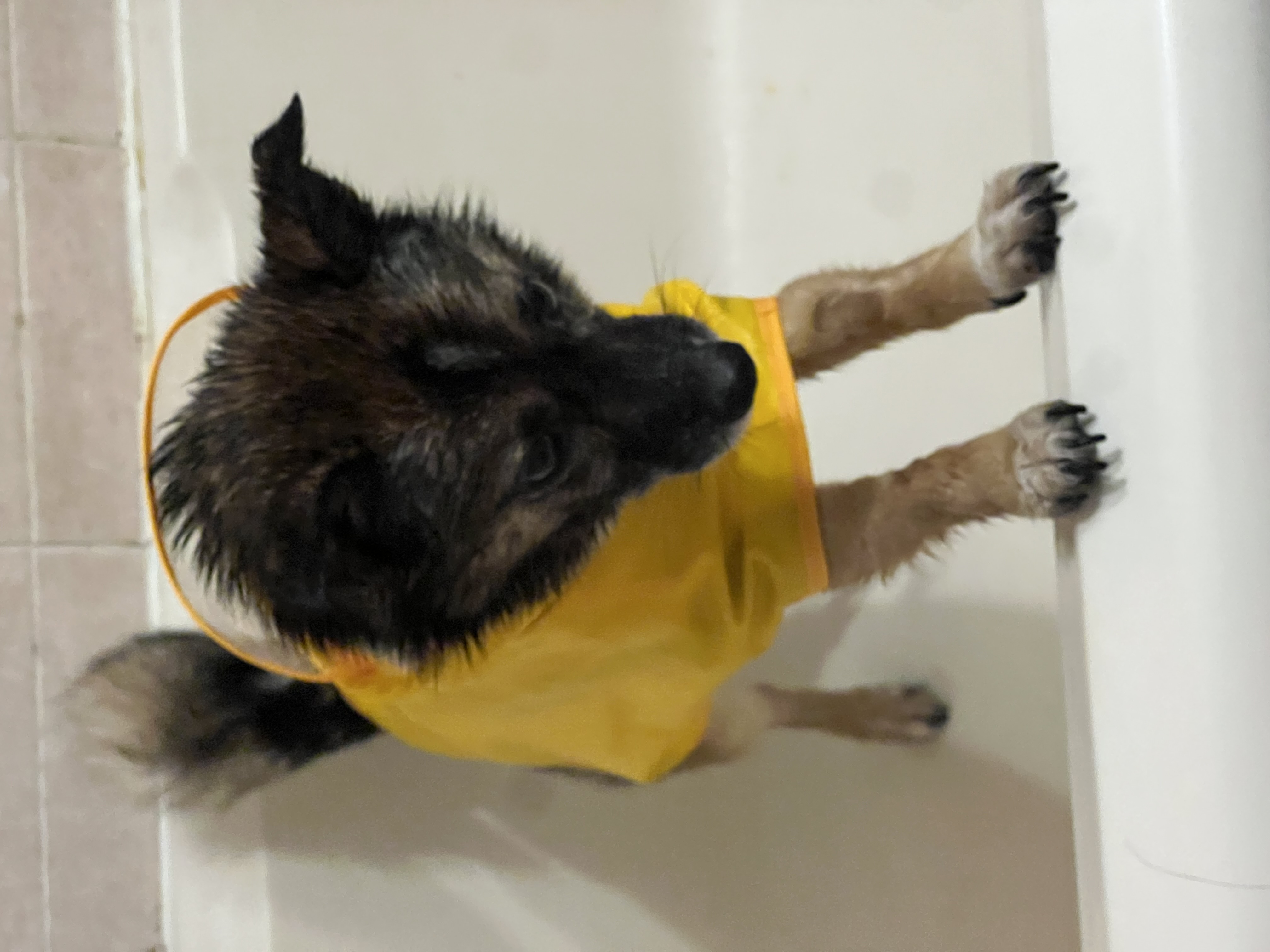 행복한 강아지 지로와 함께 (리복이)