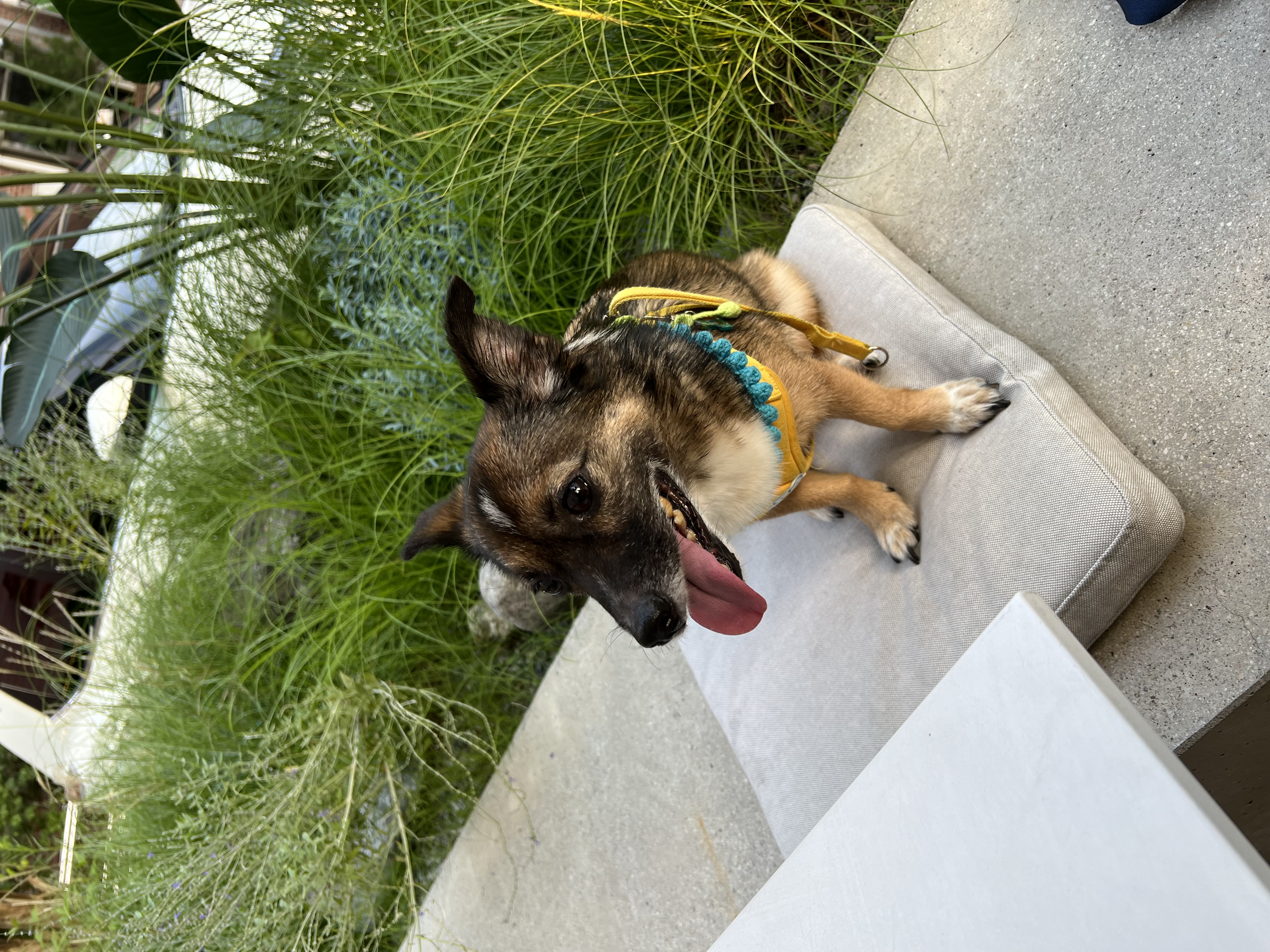 행복한 강아지 지로와 함께 (리복이)