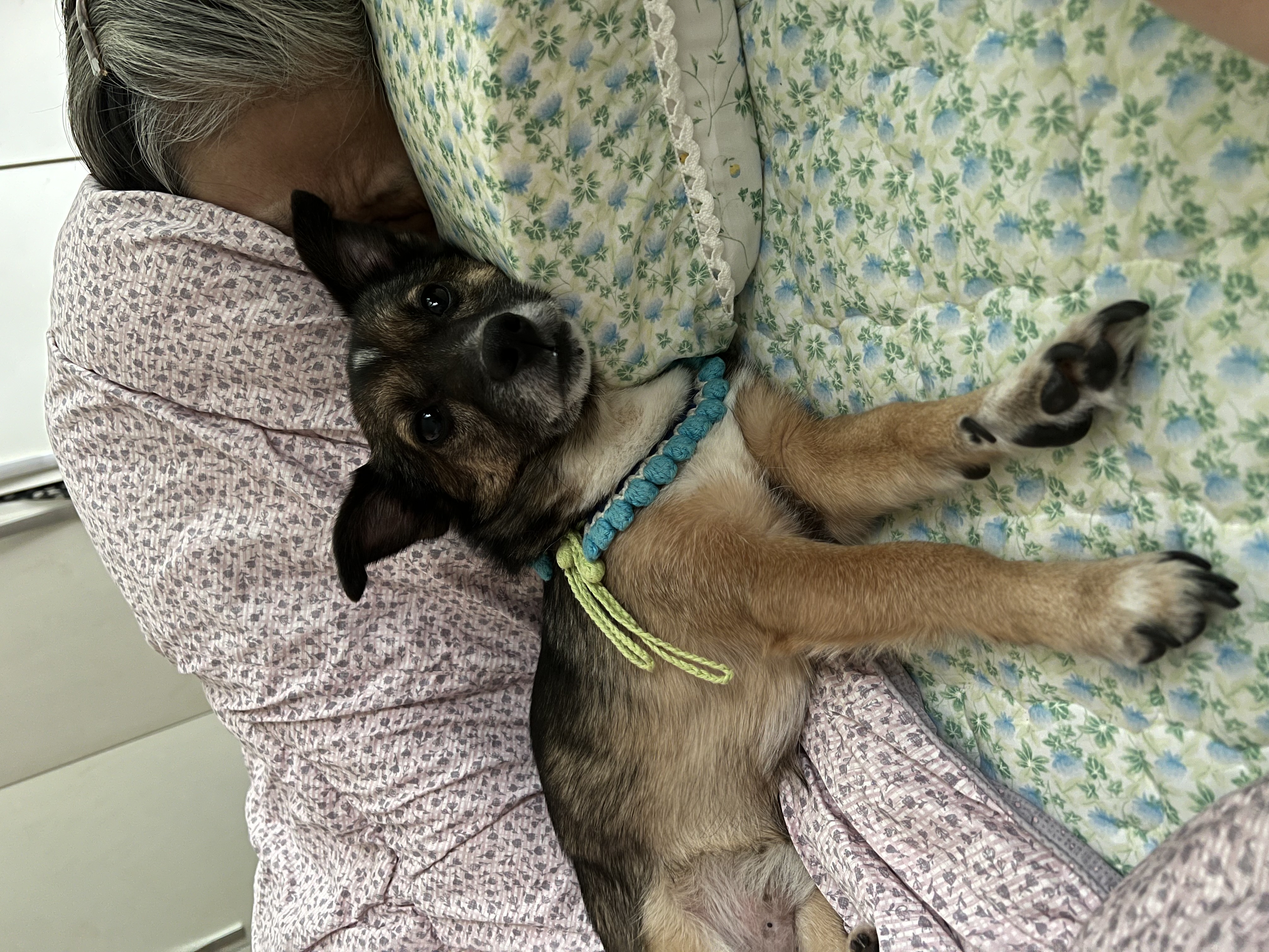 행복한 강아지 지로와 함께 (리복이)