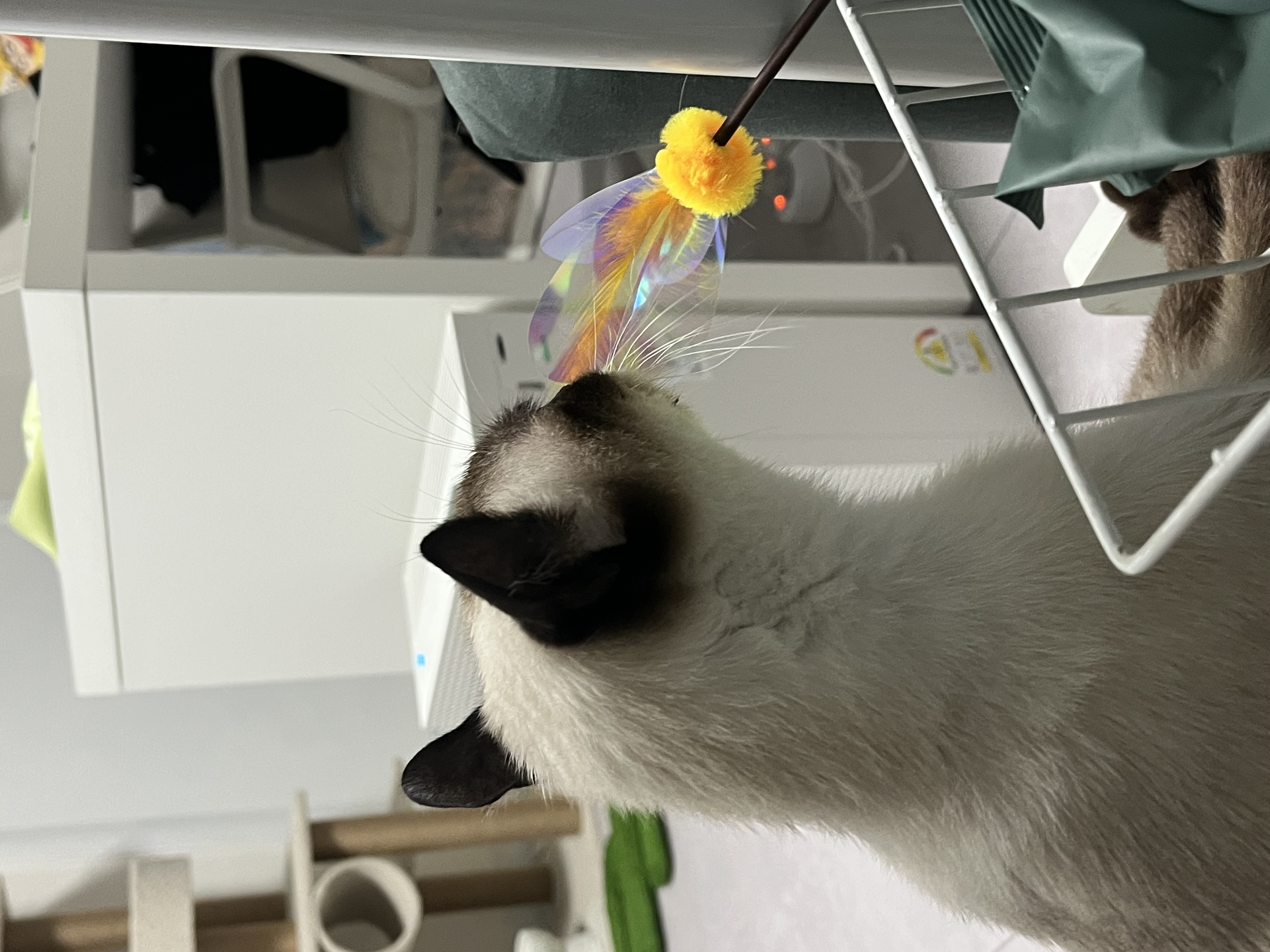 숑이(샤미)의 임보 일주일차 이야기 😼