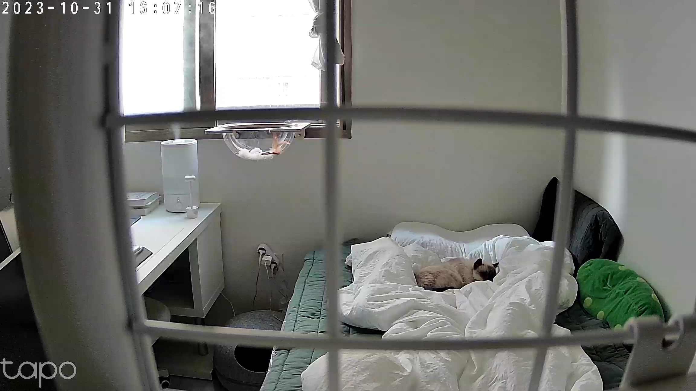 숑이(샤미)의 임보 일주일차 이야기 😼