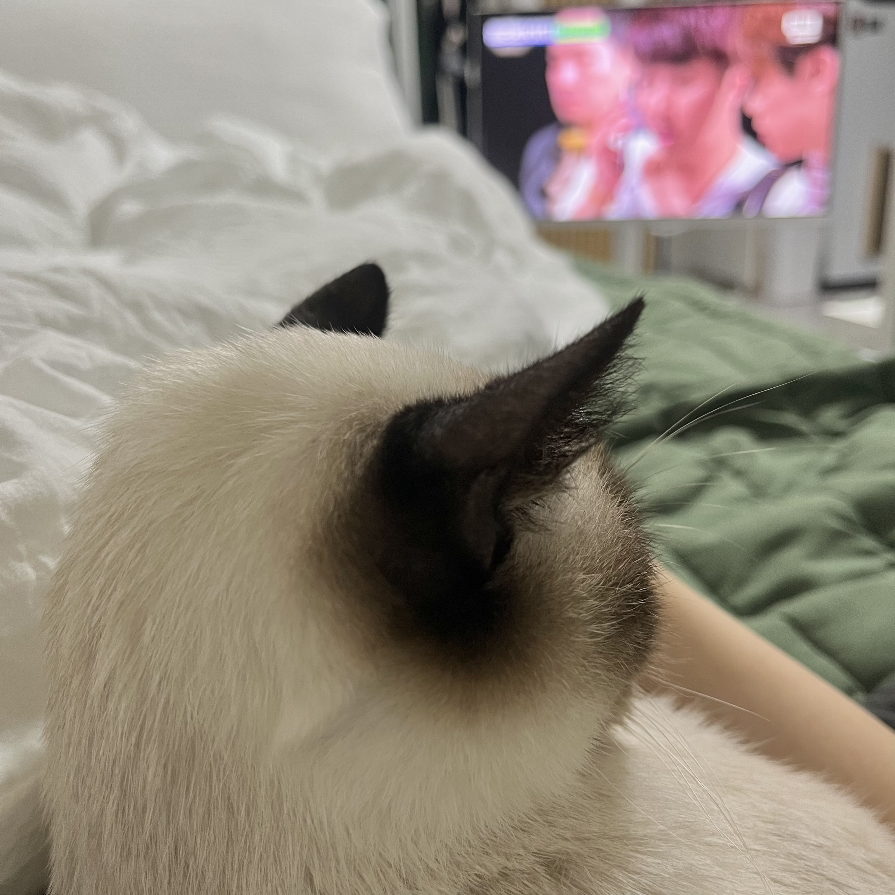 숑이(샤미)의 임보 일주일차 이야기 😼