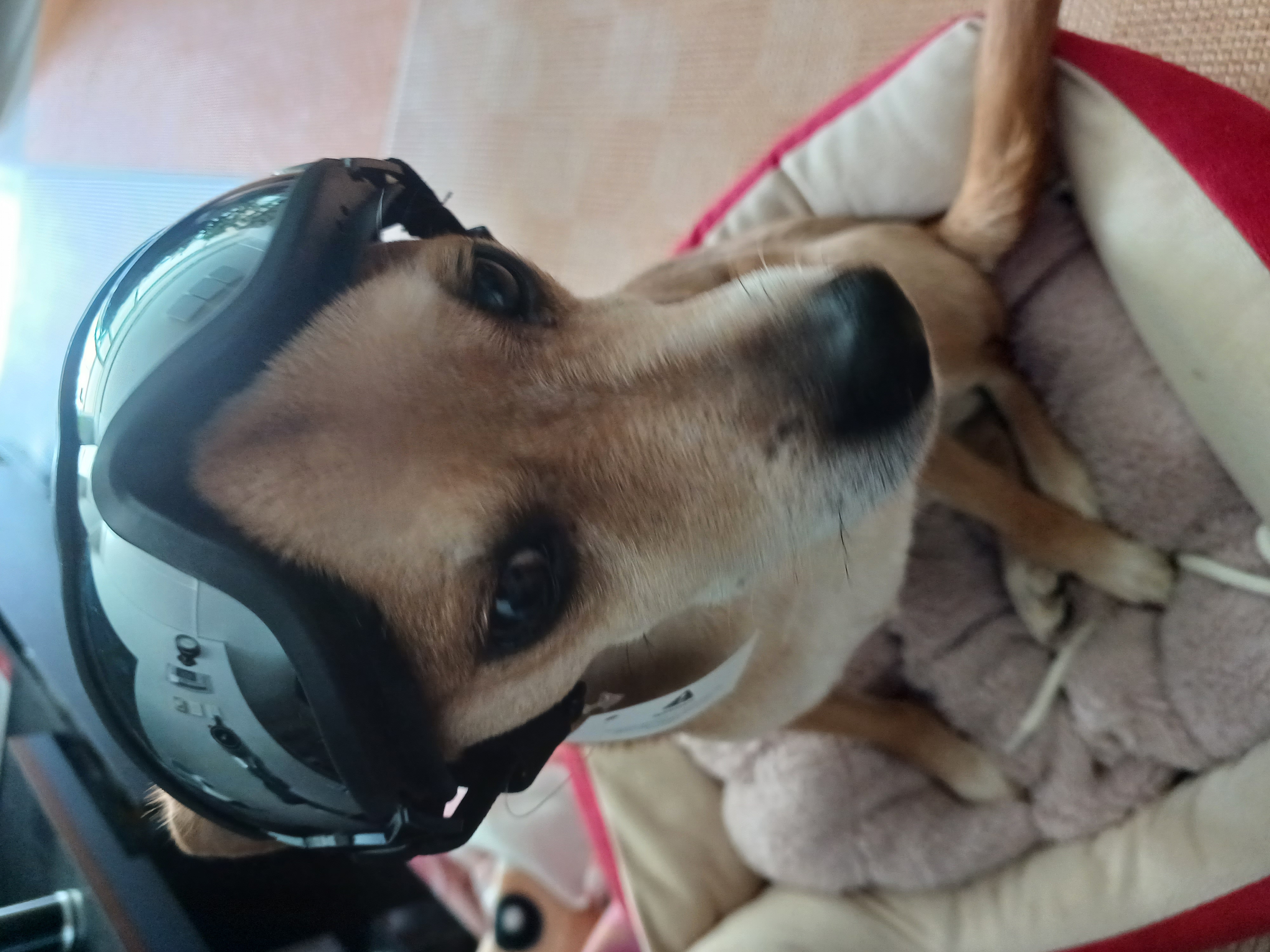 다온이 행복하게 잘 지내요~~