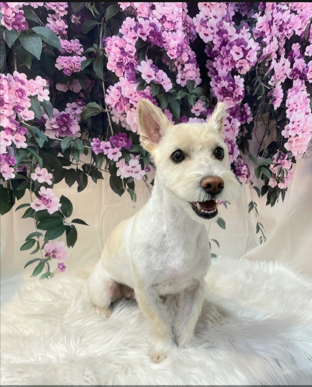 조이(제이)입양 후기