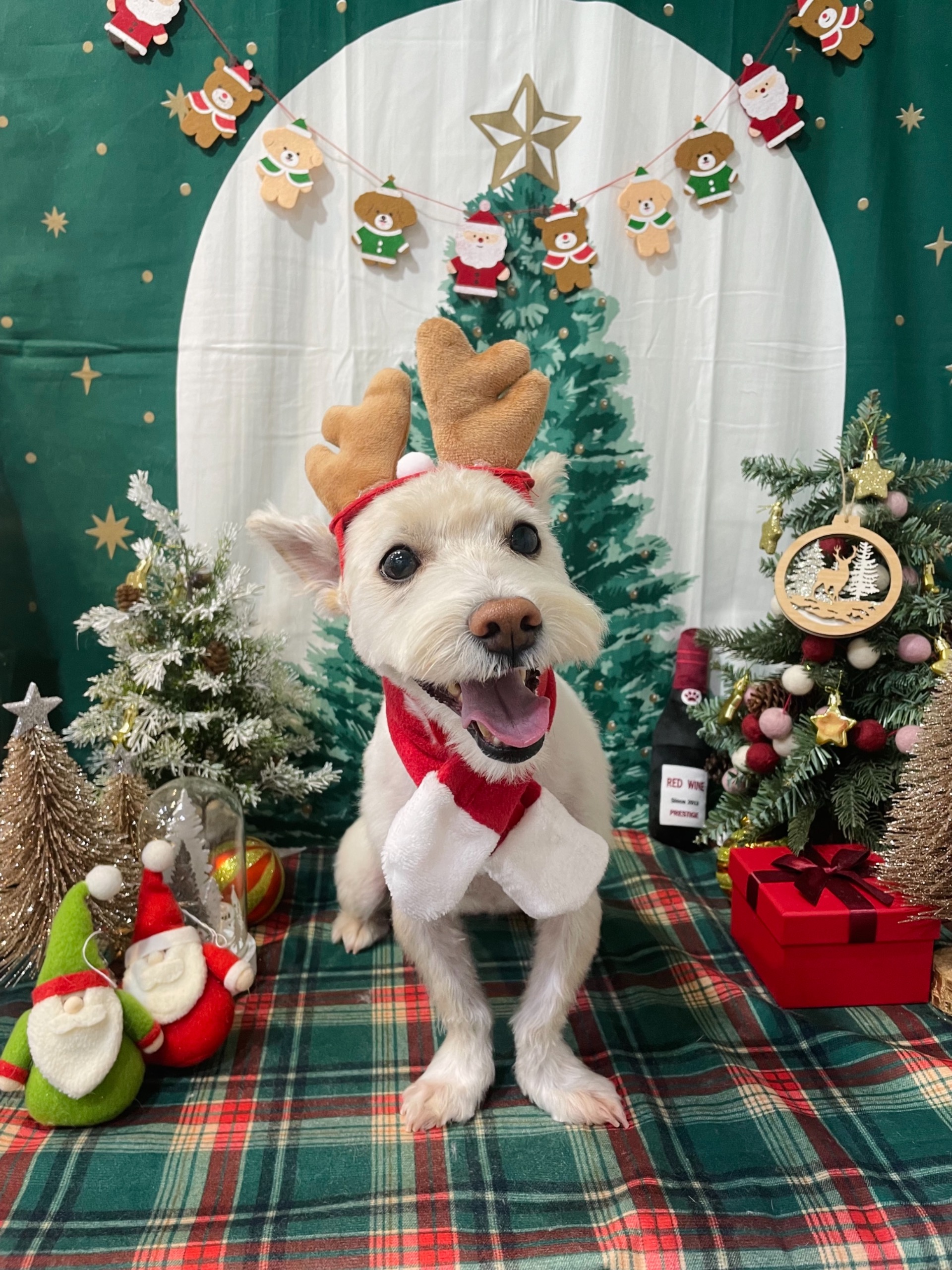 조이(제이)입양 후기