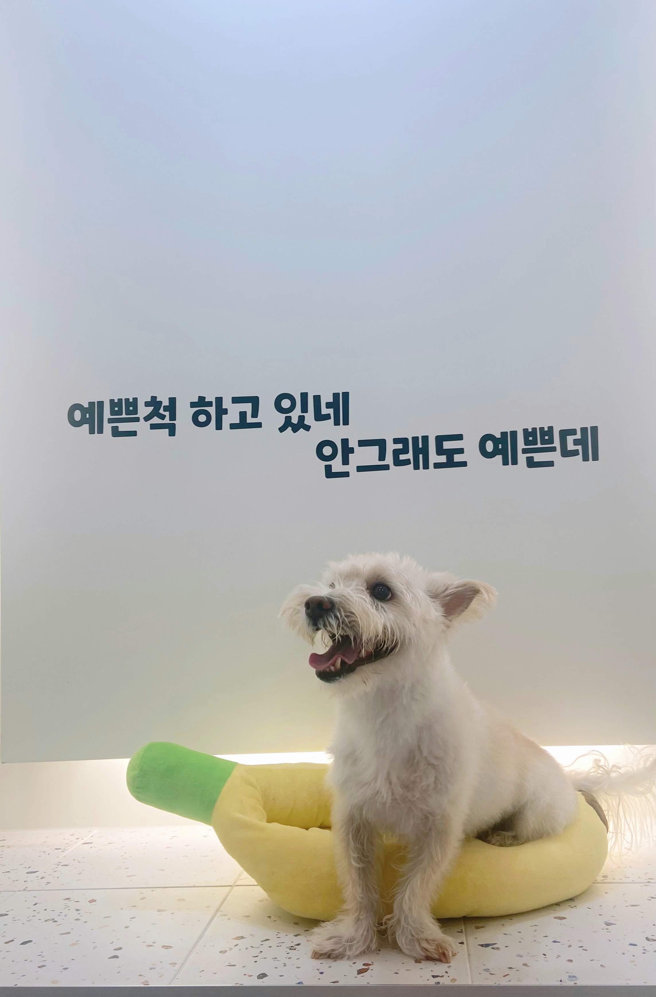 조이(제이)입양 후기