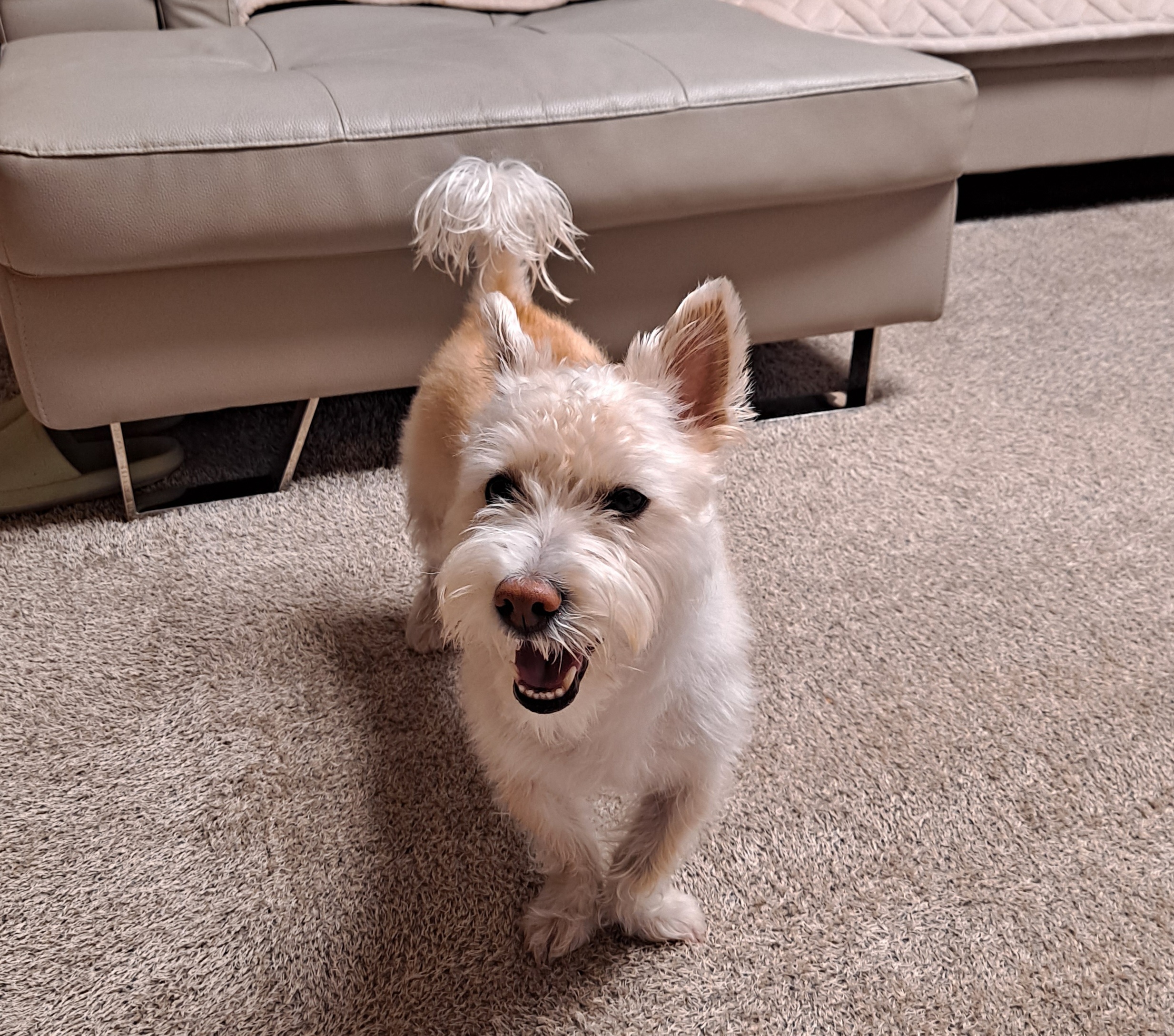 조이(제이)입양 후기