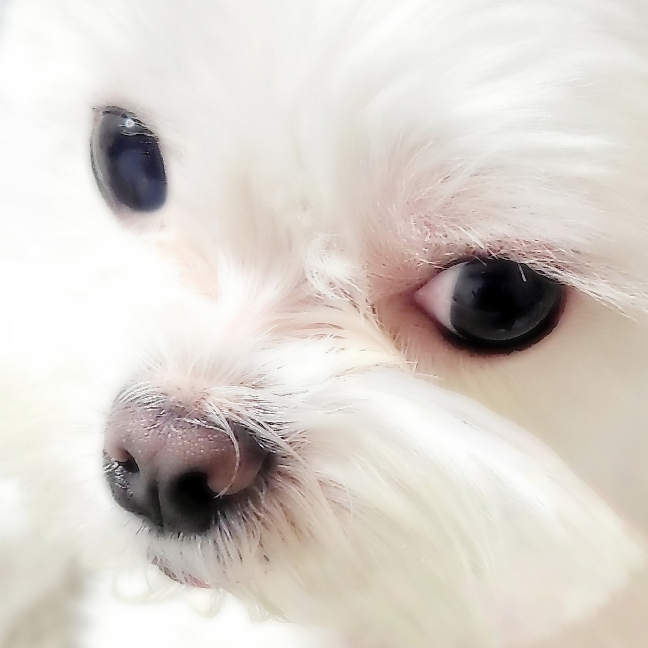 나나(햇살이) 잘 지내고 있어요 ^^