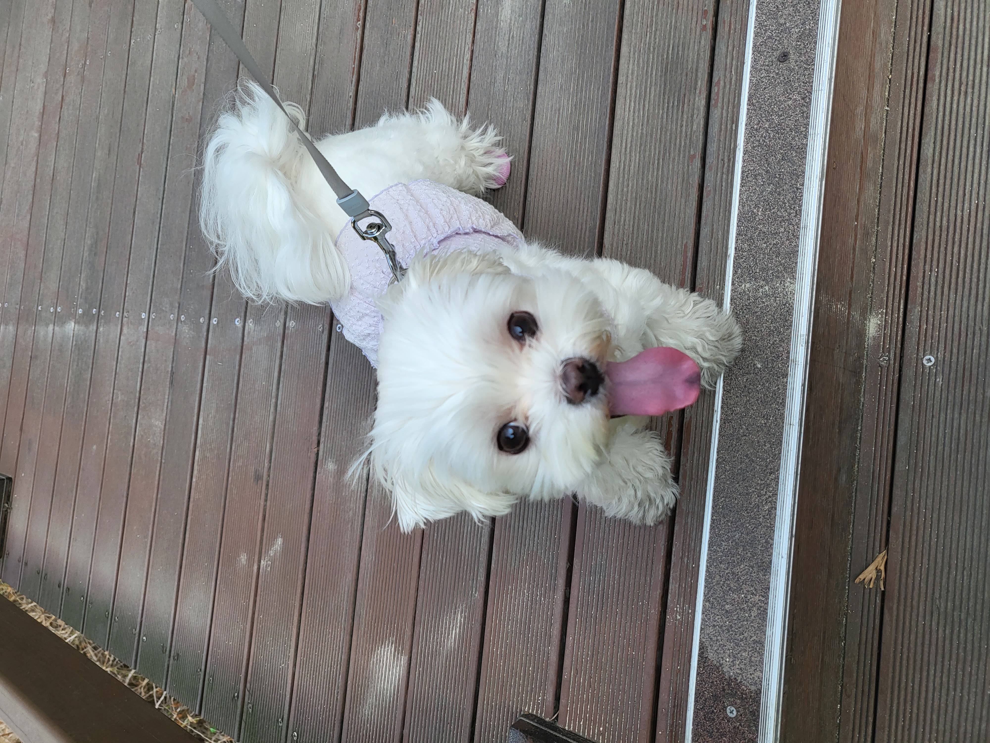 나나(햇살이) 잘 지내고 있어요 ^^