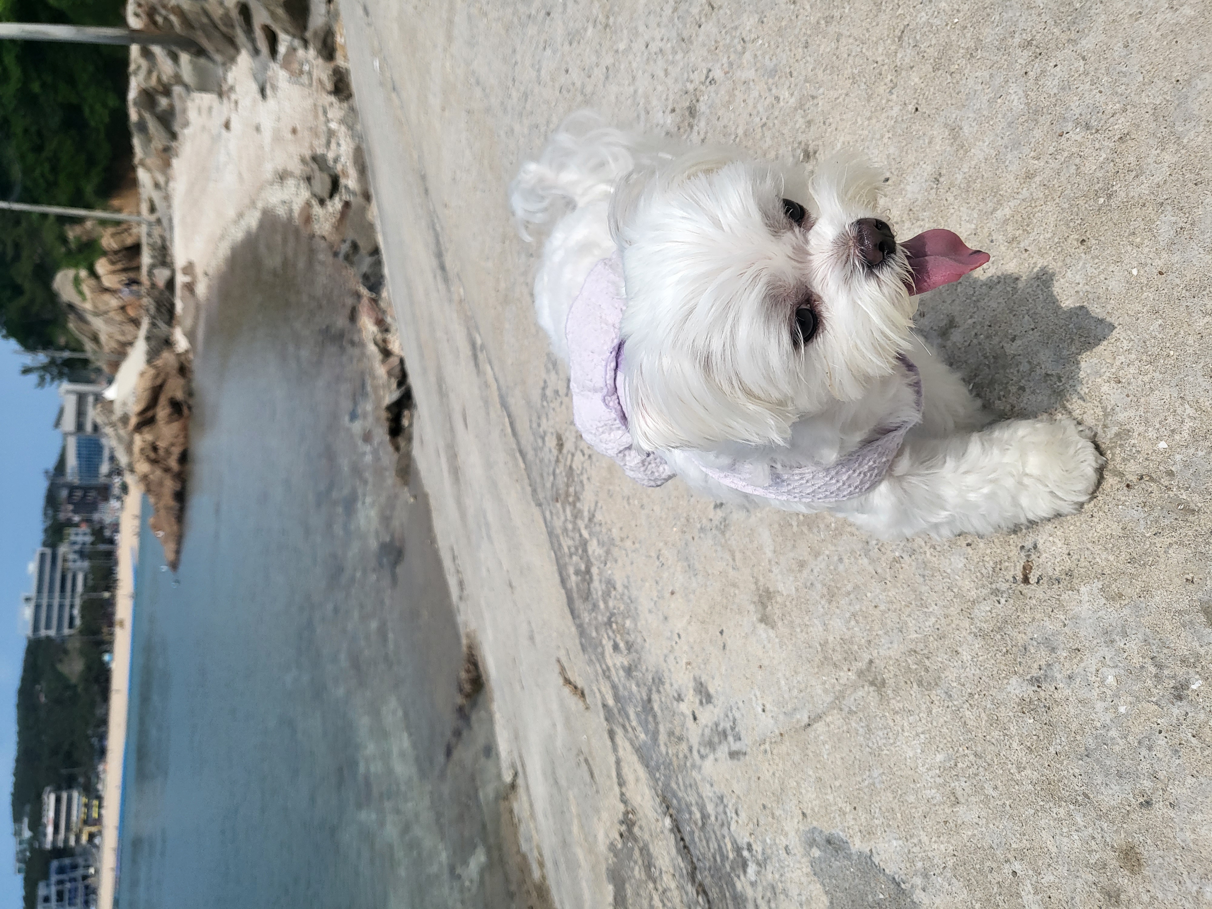 나나(햇살이) 잘 지내고 있어요 ^^