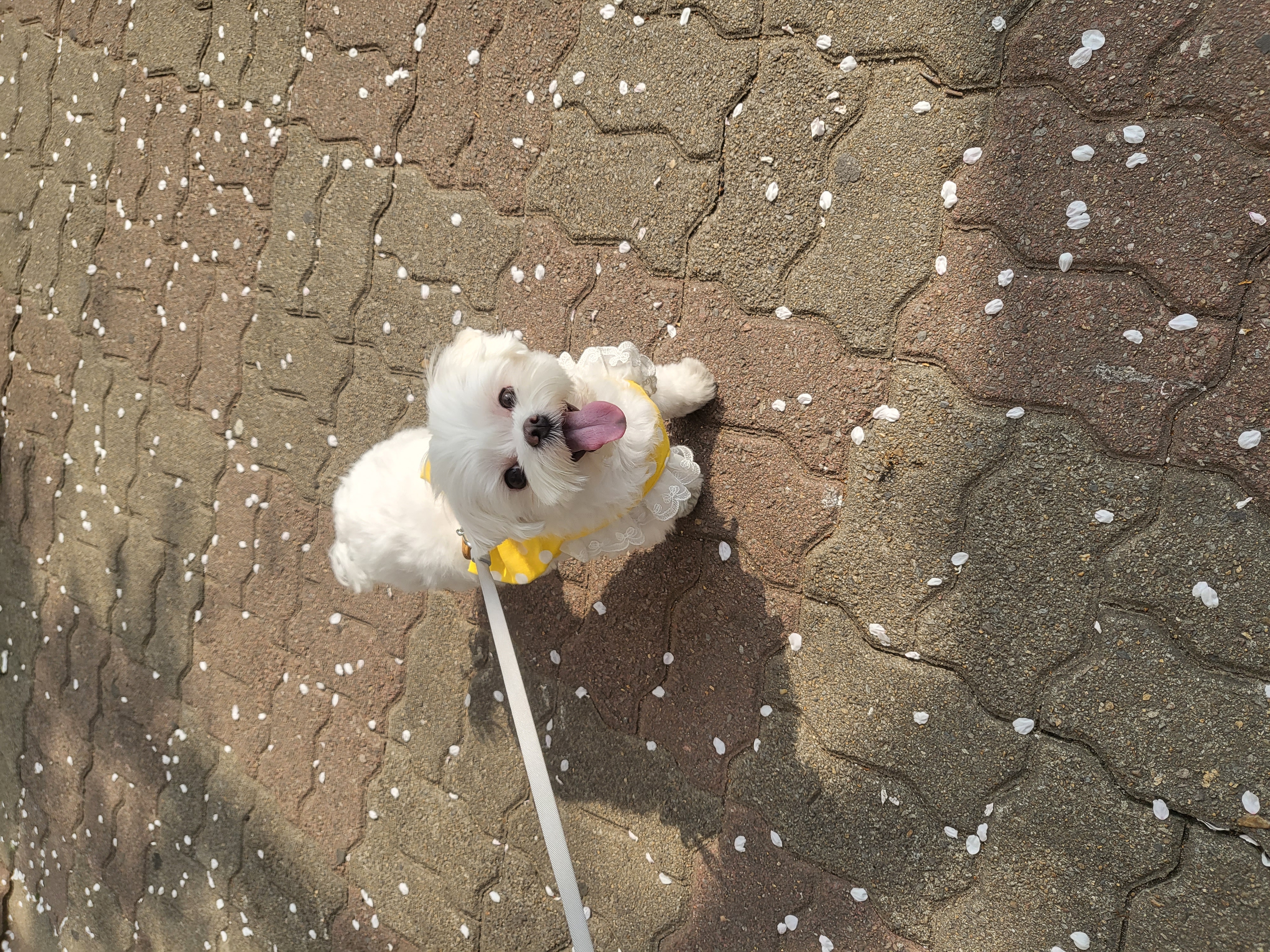 나나(햇살이) 잘 지내고 있어요 ^^