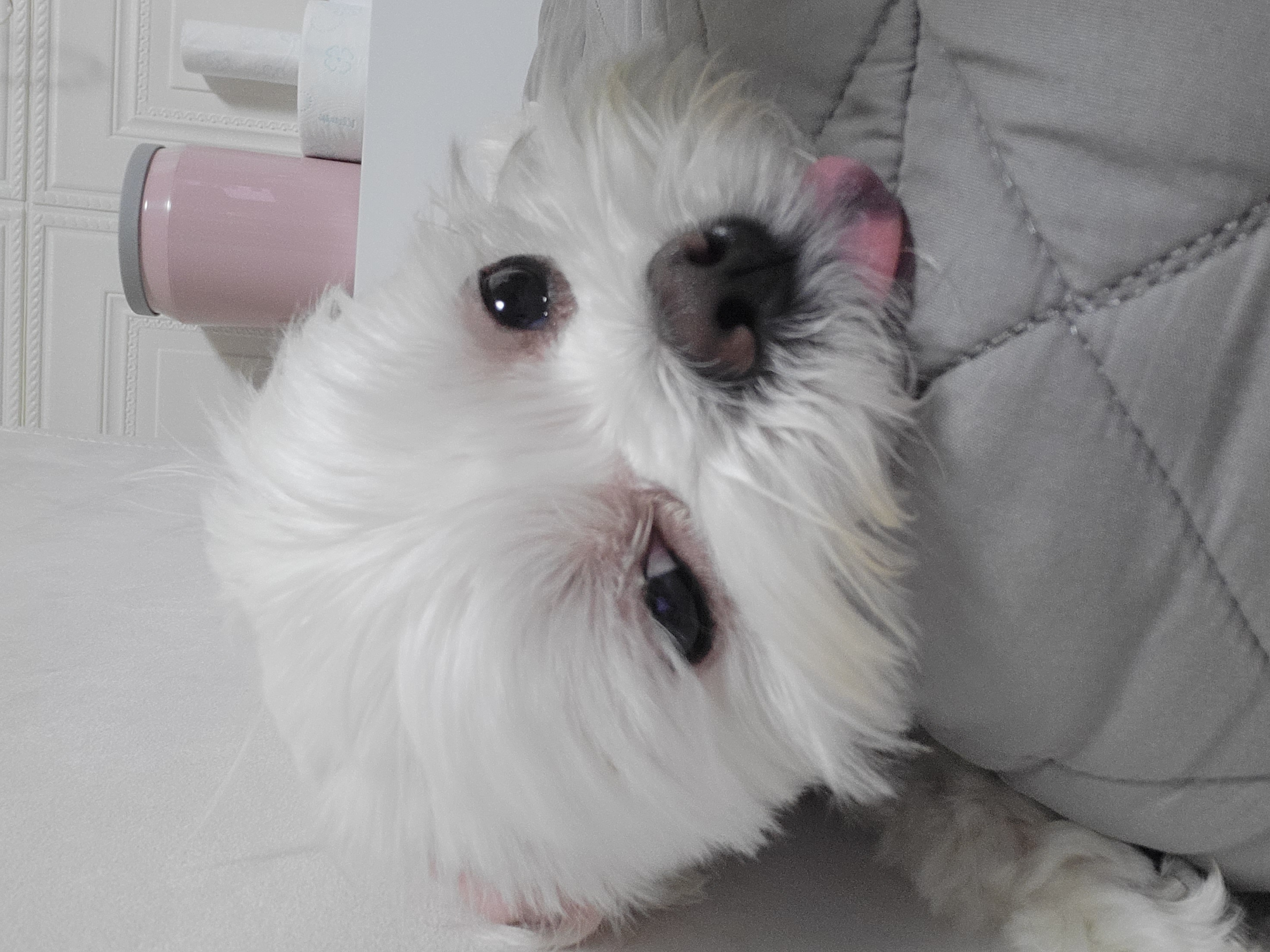 나나(햇살이) 잘 지내고 있어요 ^^